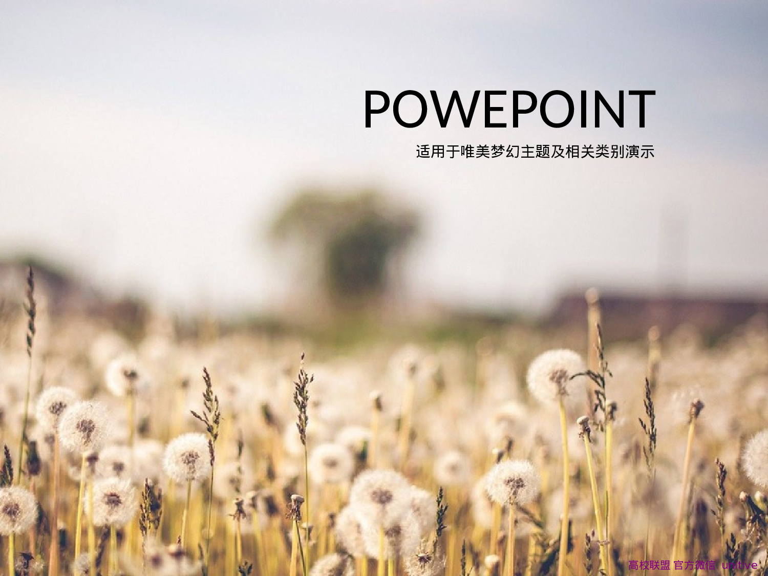 唯美淡雅蒲公英ios半透明效果ppt模板.ppt 第1页