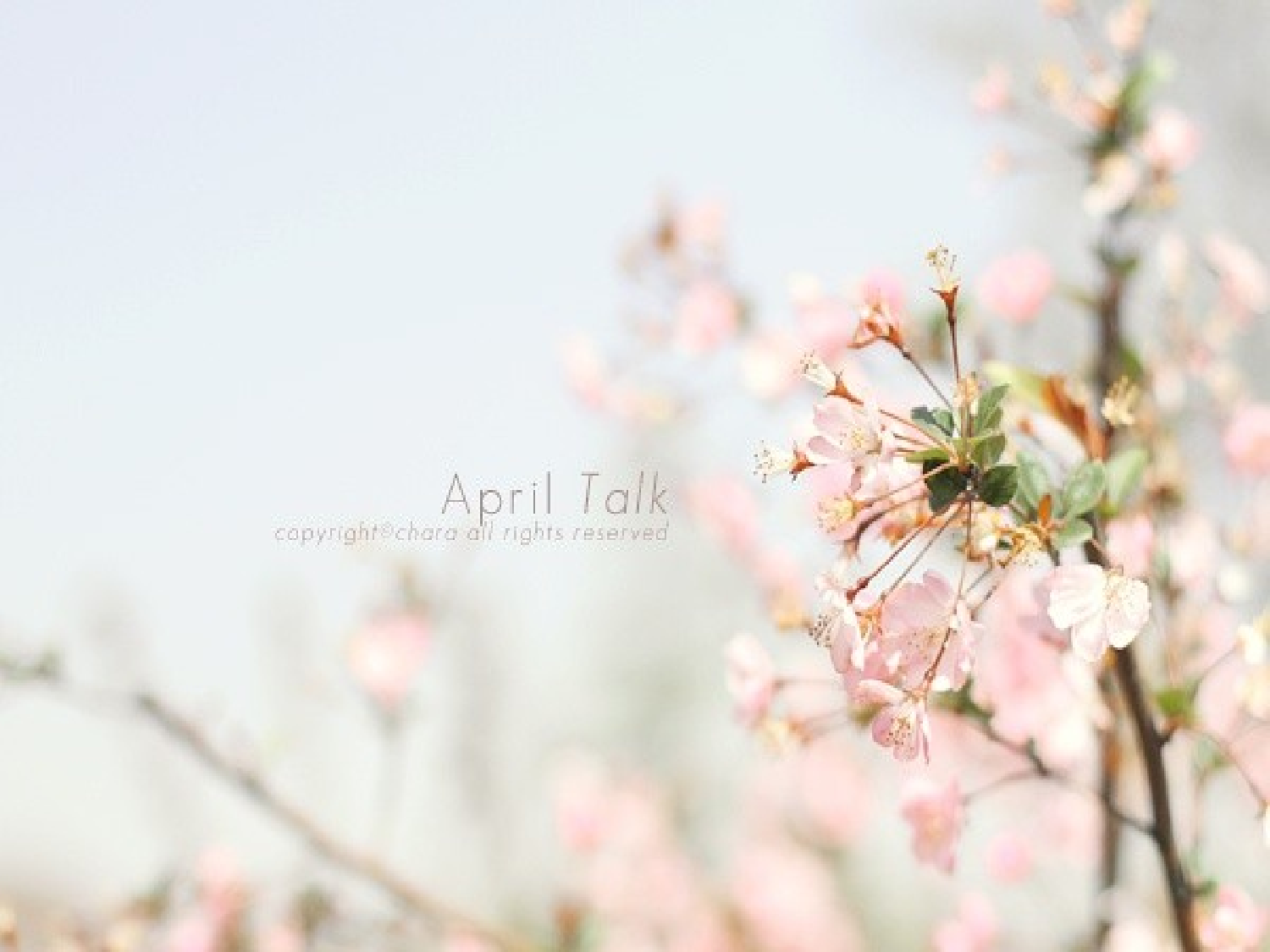 唯美清新53f61bad98ced332.ppt 第2页