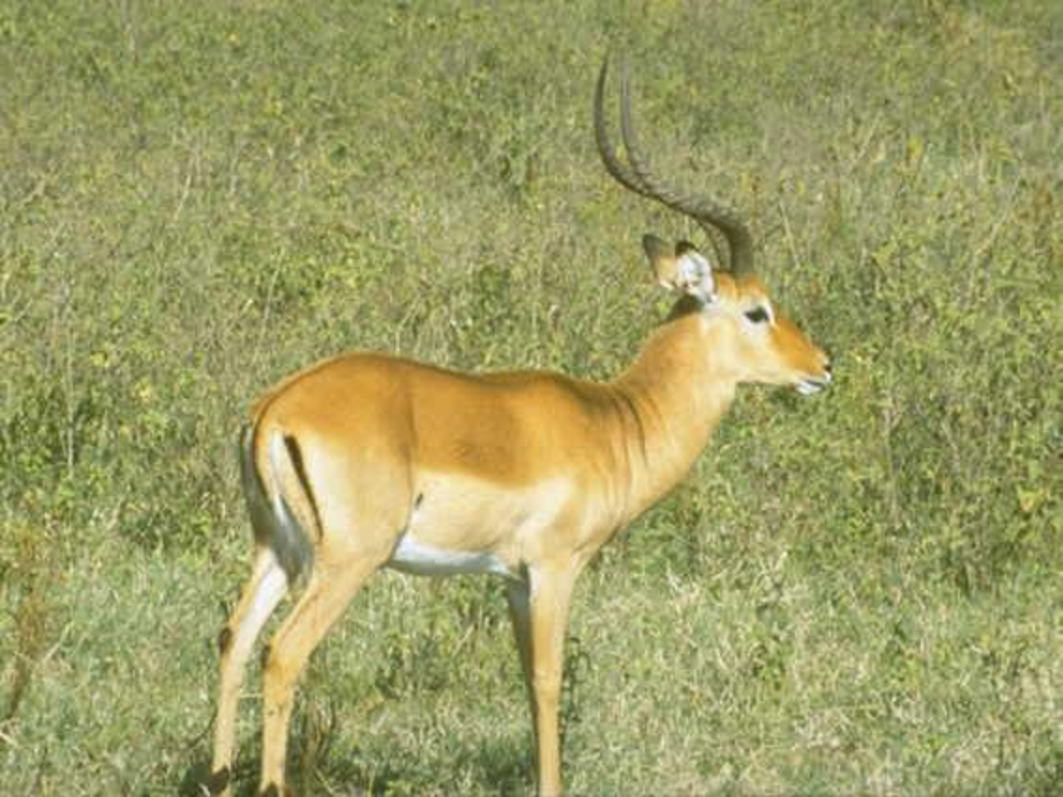 斑羚飞渡.pdf 第5页