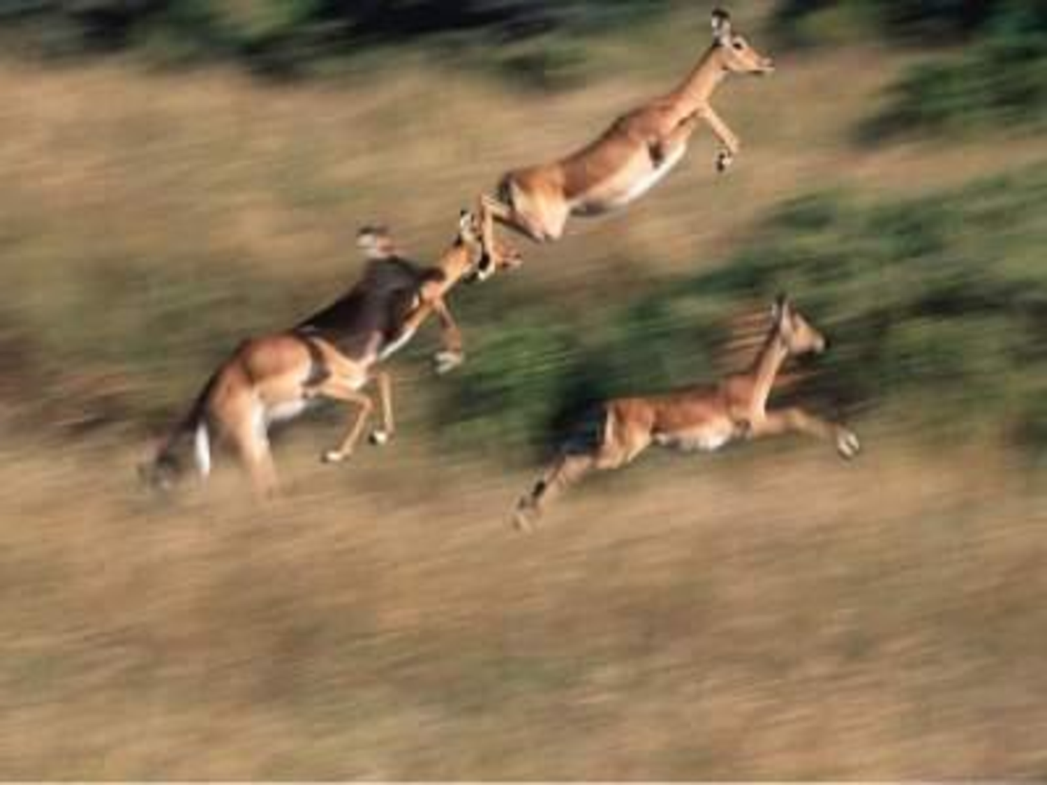 斑羚飞渡.pdf 第6页