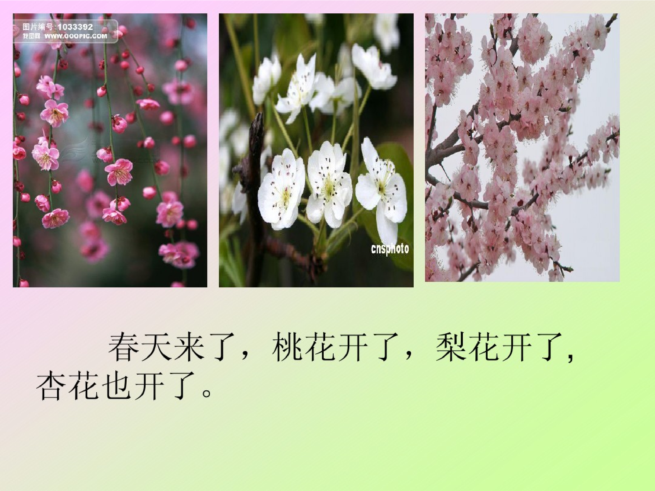花瓣儿鱼.pdf 第2页