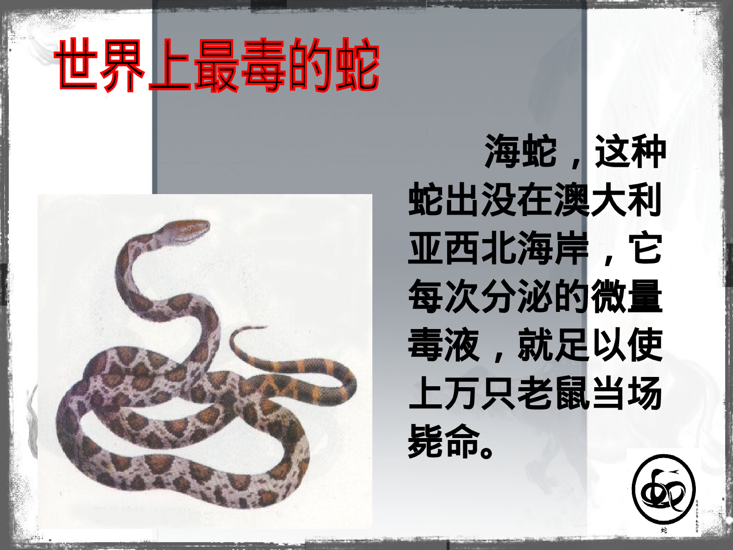 蛇.ppt 第6页