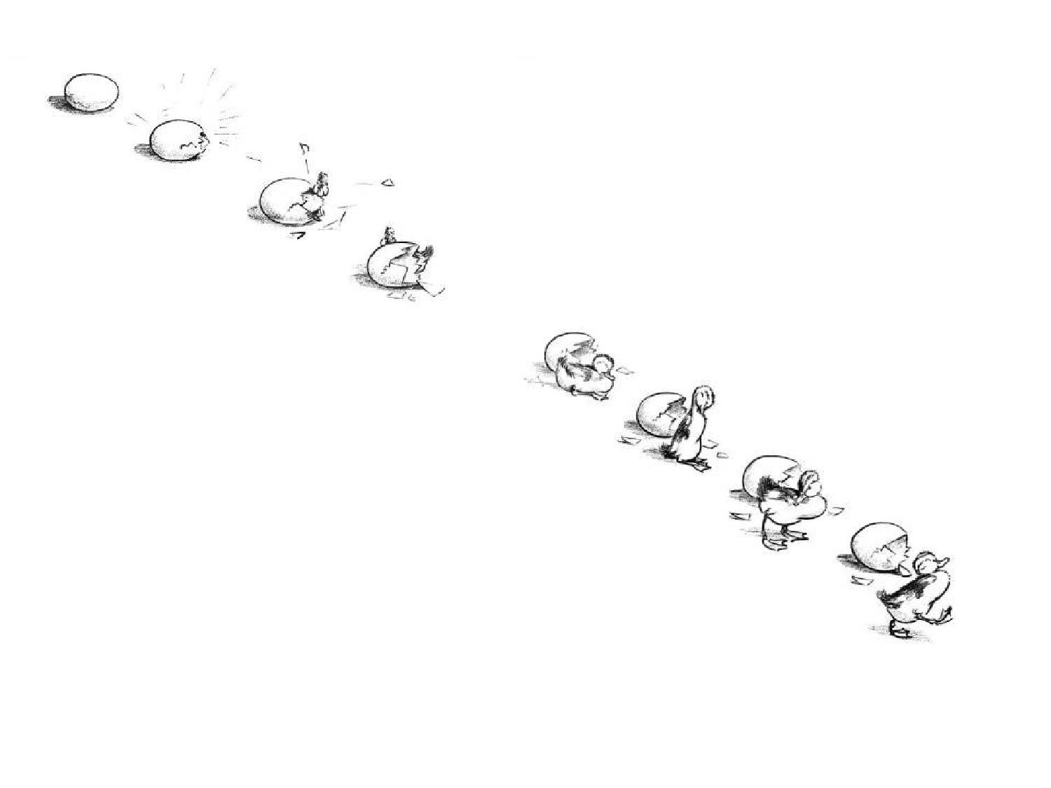 让路给小鸭子.ppt 第2页