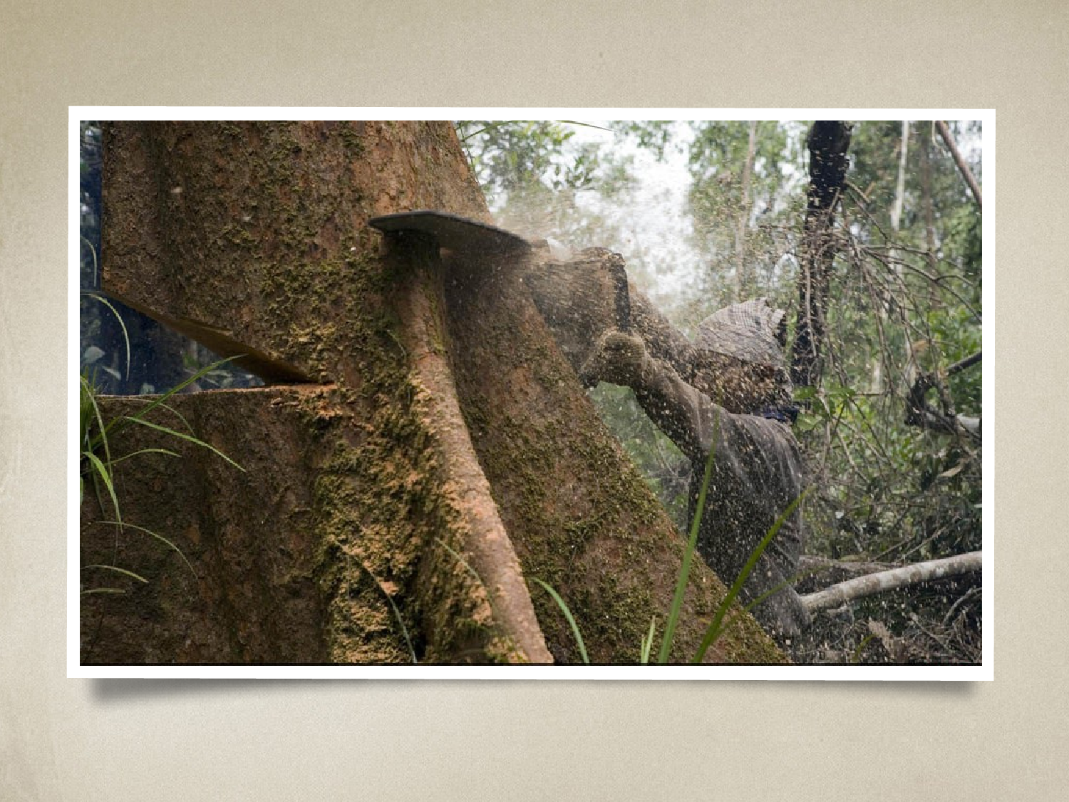 92.生态环境 森林开发和保护PPT模板.pptx 第4页