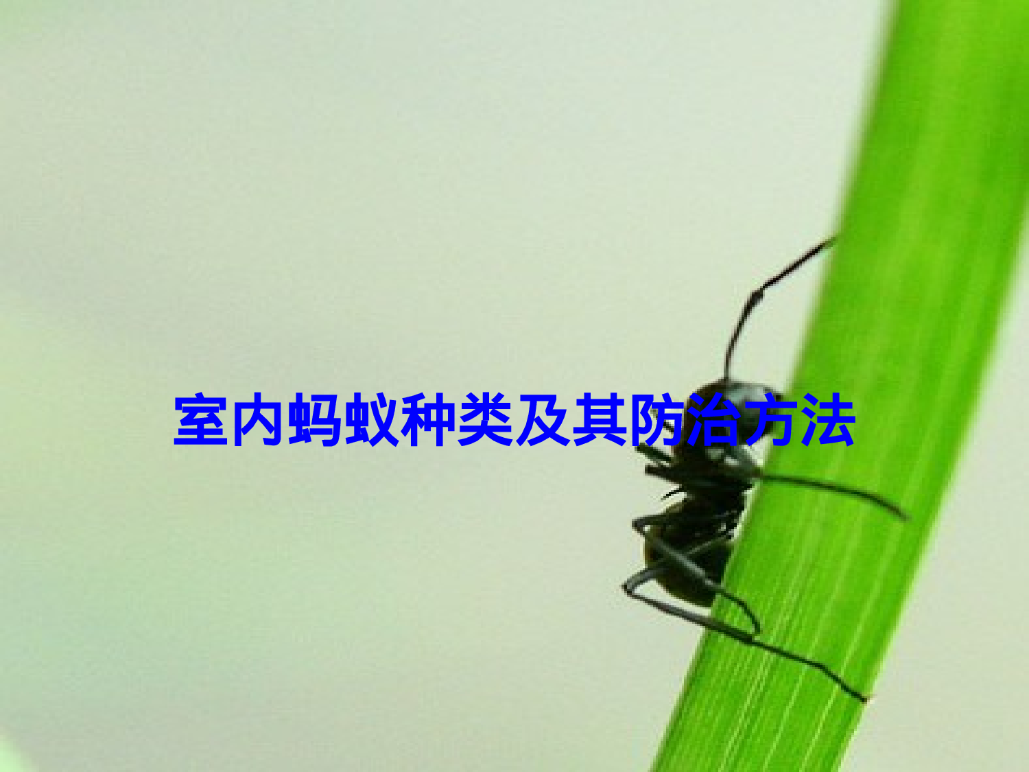 室内蚂蚁种类及其防治方法.ppt 第1页