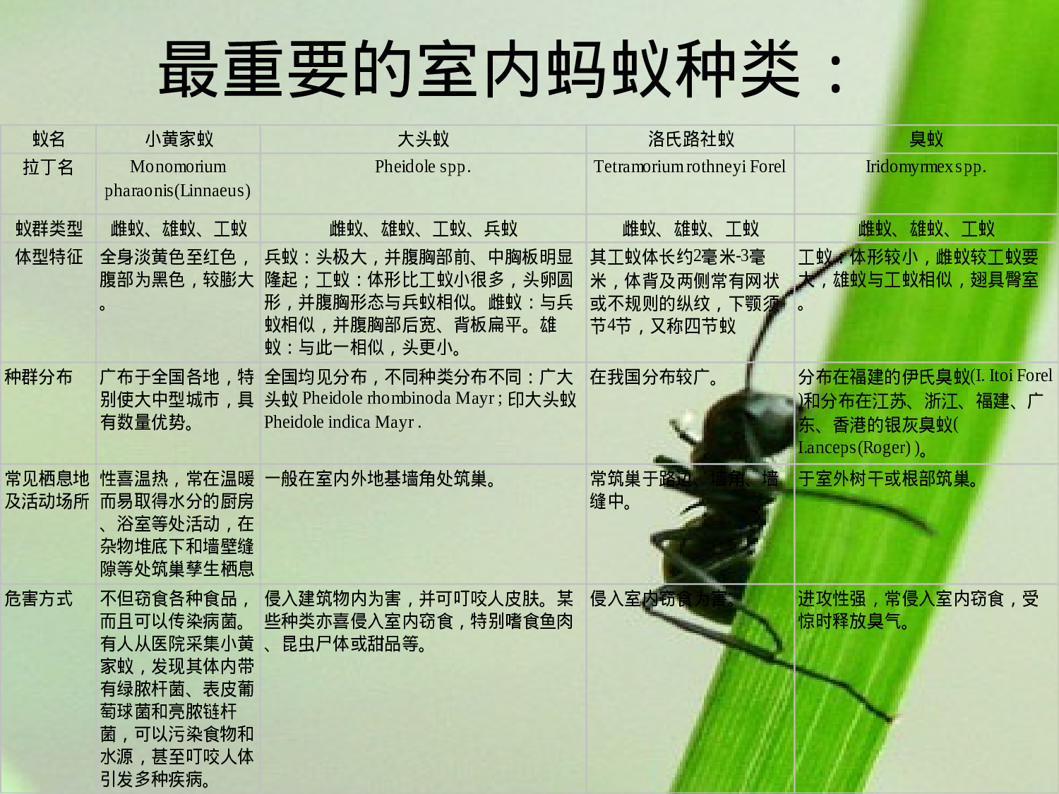 室内蚂蚁种类及其防治方法.ppt 第5页