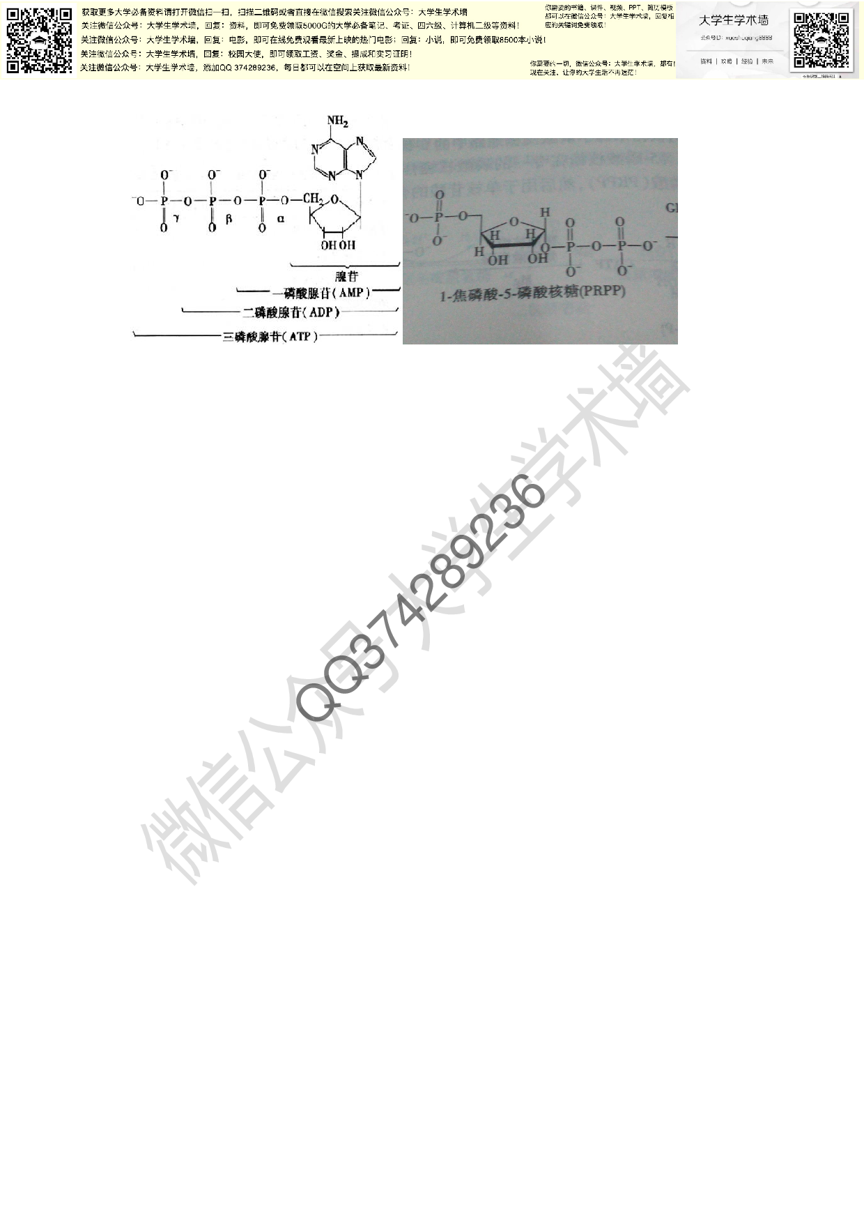 生物化学复习资料.pdf 第3页