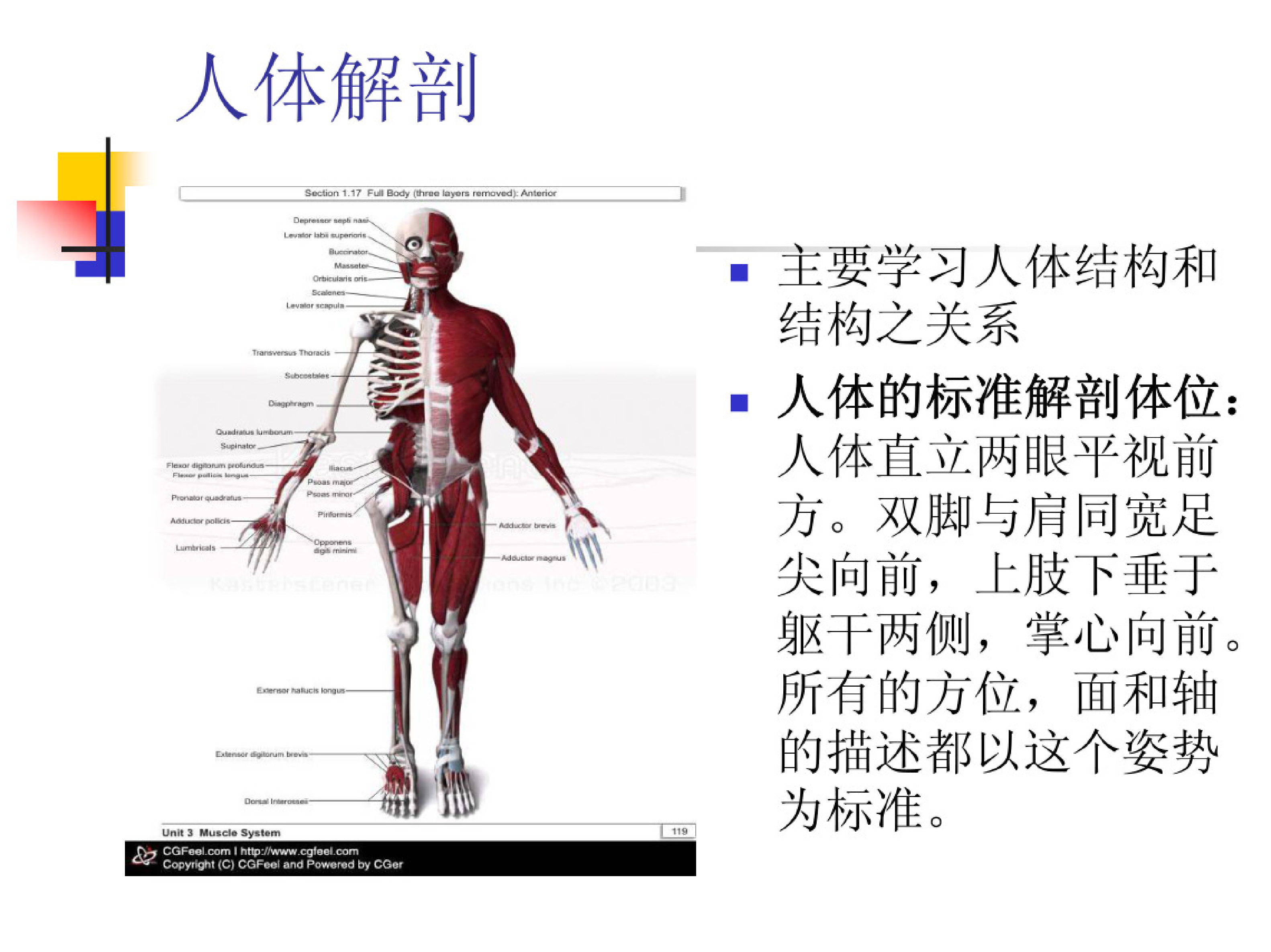 功能解剖学.pdf 第2页