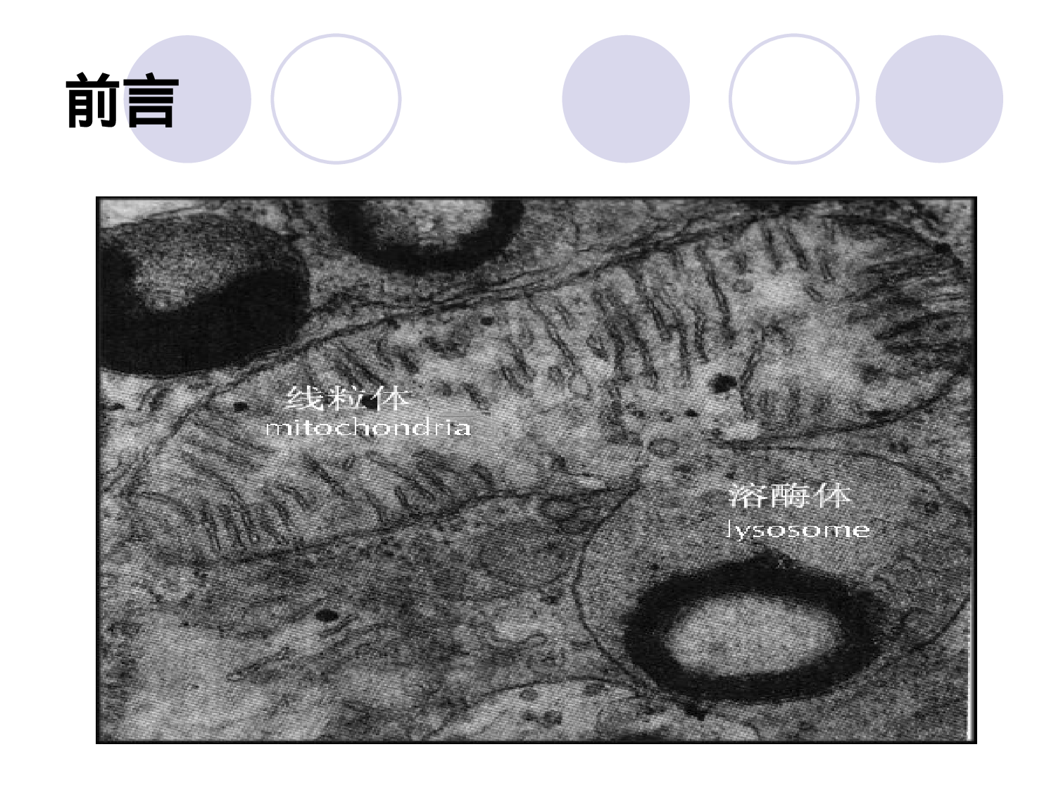 第七章  线粒体病的遗传.ppt 第4页