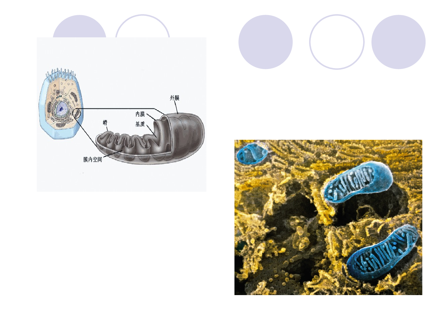 第七章  线粒体病的遗传.ppt 第6页