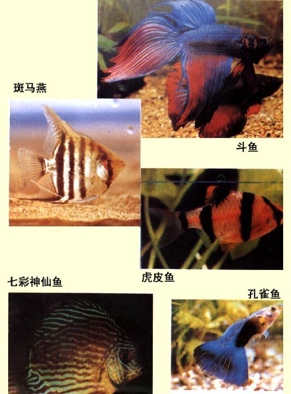 家庭生活与艺术E67.pdf 第4页