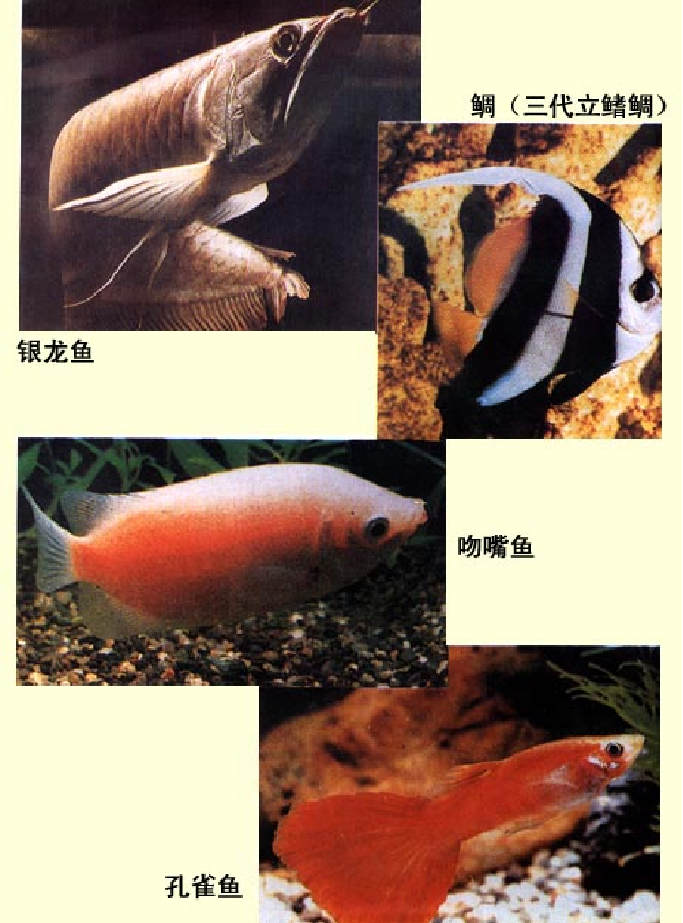 家庭生活与艺术E67.pdf 第5页