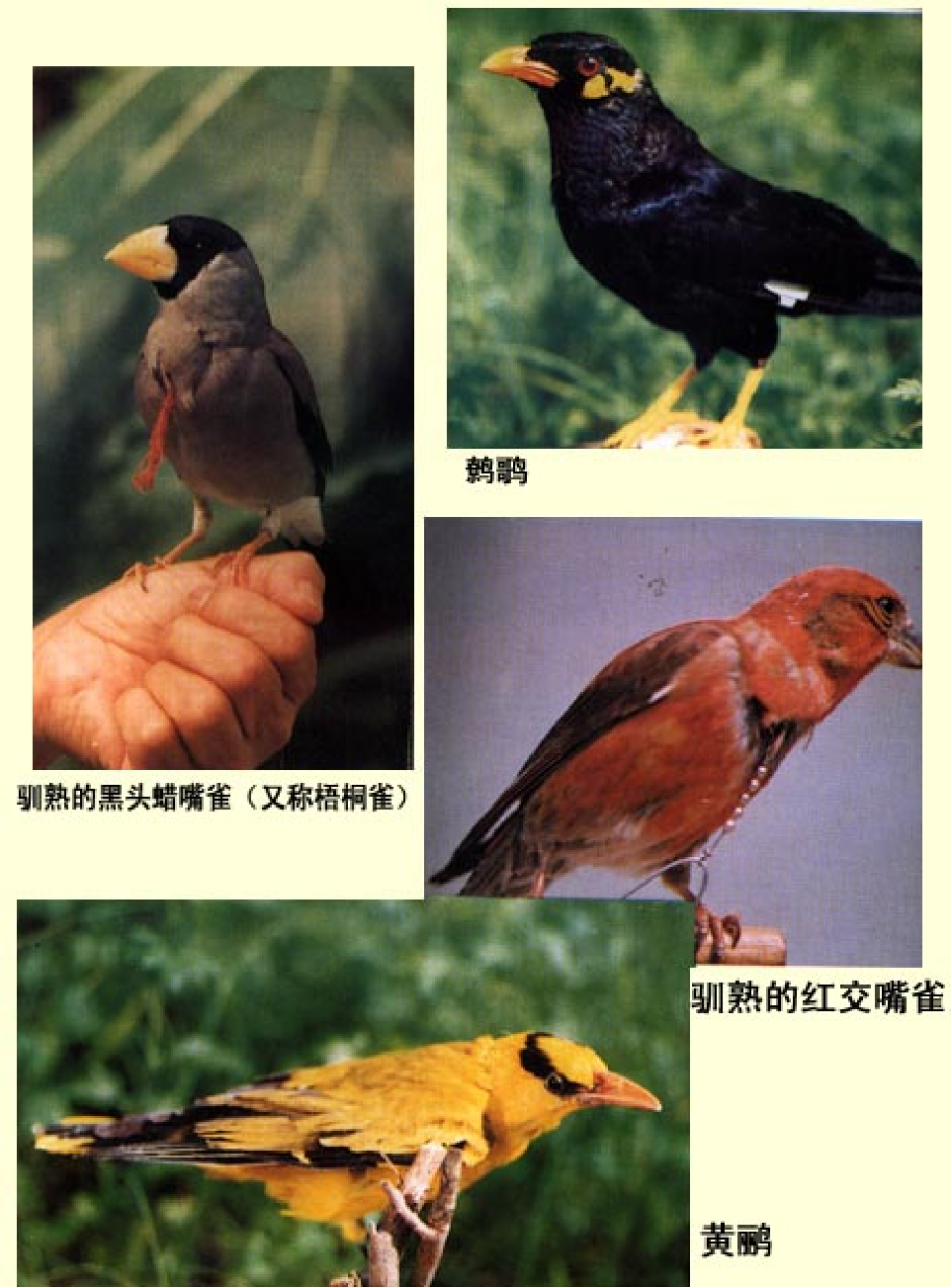 家庭生活与艺术E67.pdf 第6页