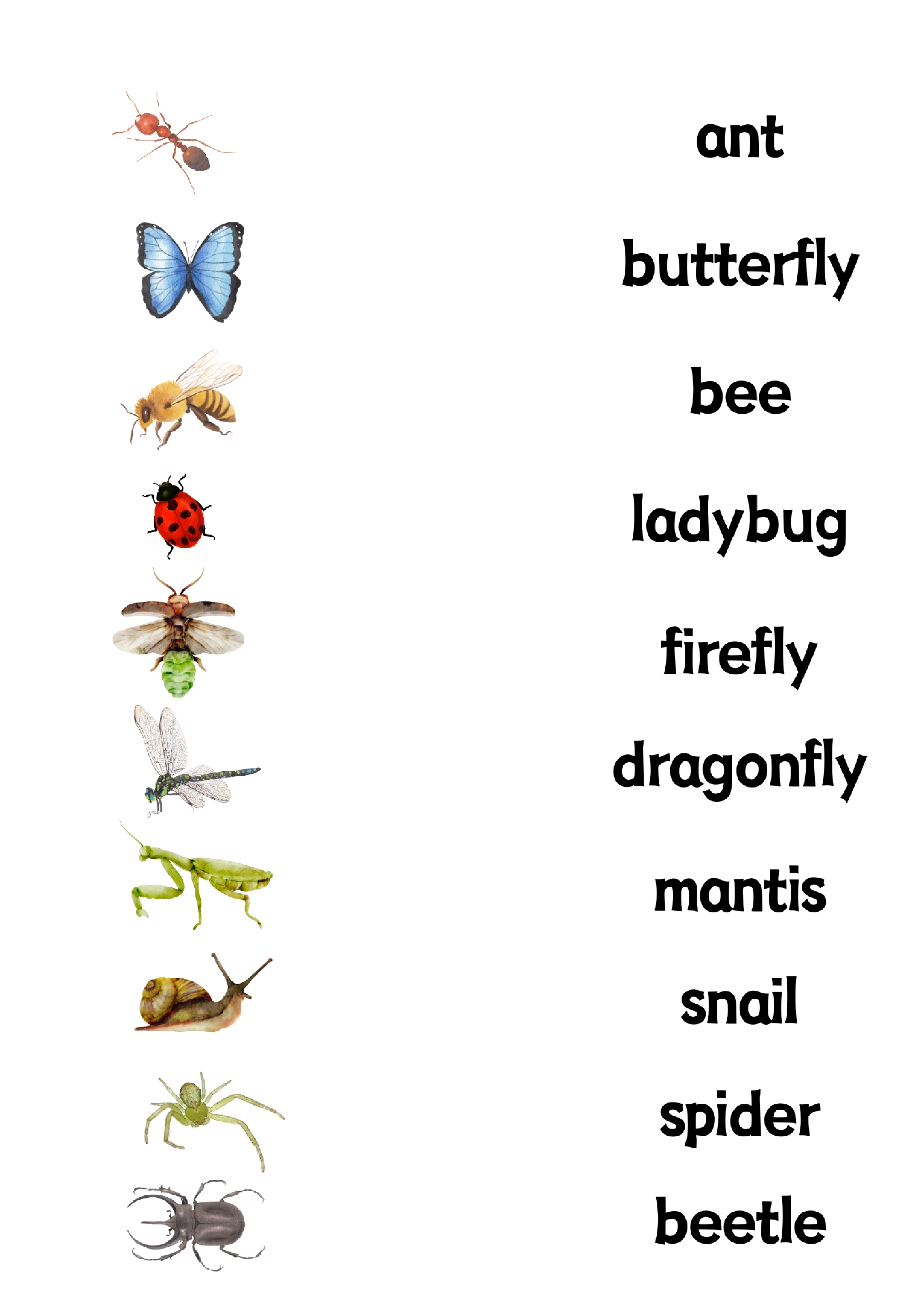 Insects昆虫数量单词卡.pdf 第2页