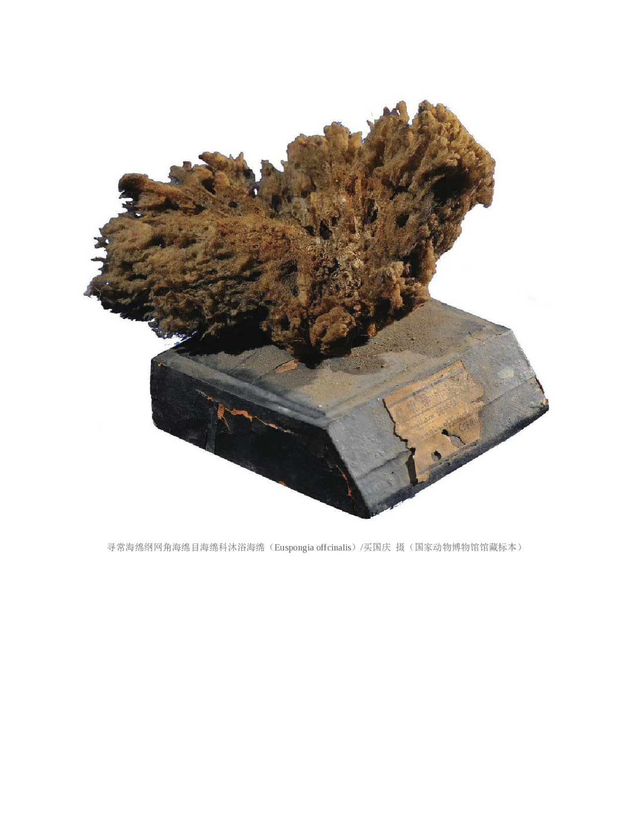 国家动物博物馆馆藏珍品野生动物保护科普丛书_4.pdf 第5页