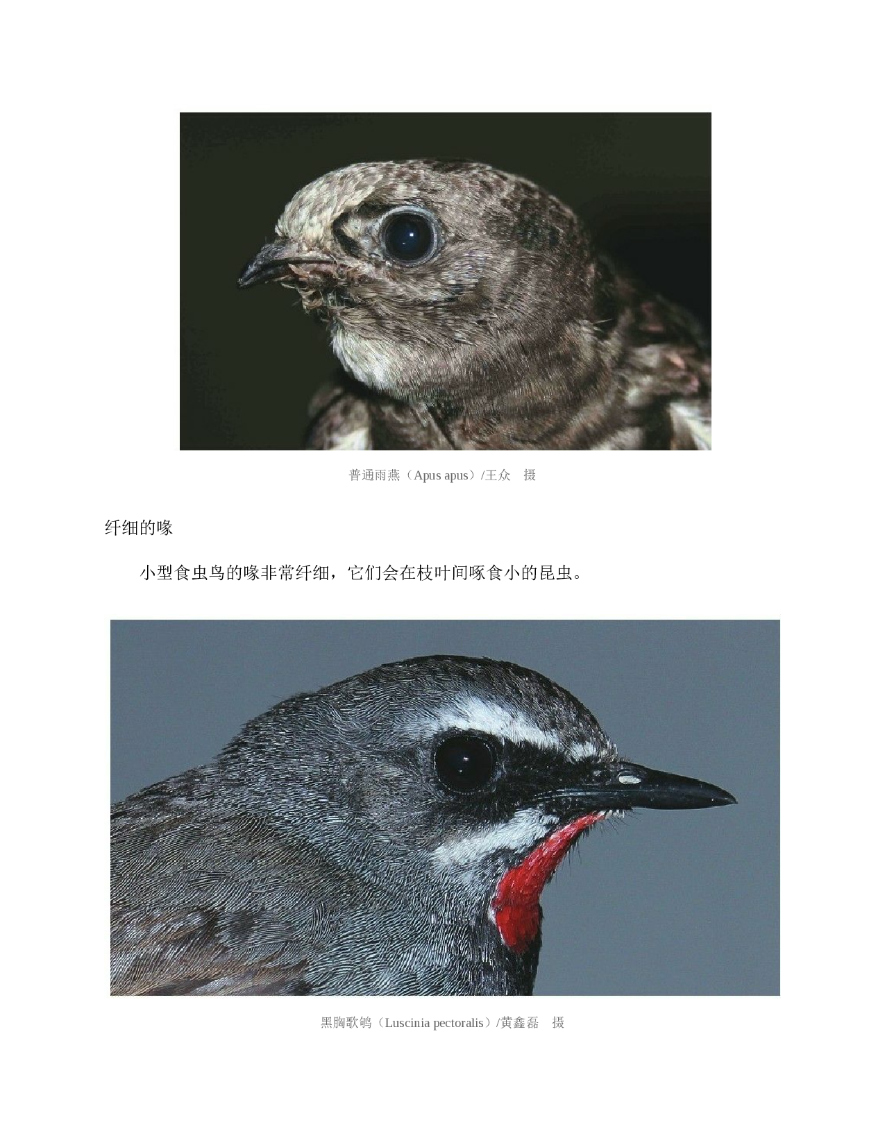 国家动物博物馆馆藏珍品野生动物保护科普丛书_2.pdf 第3页