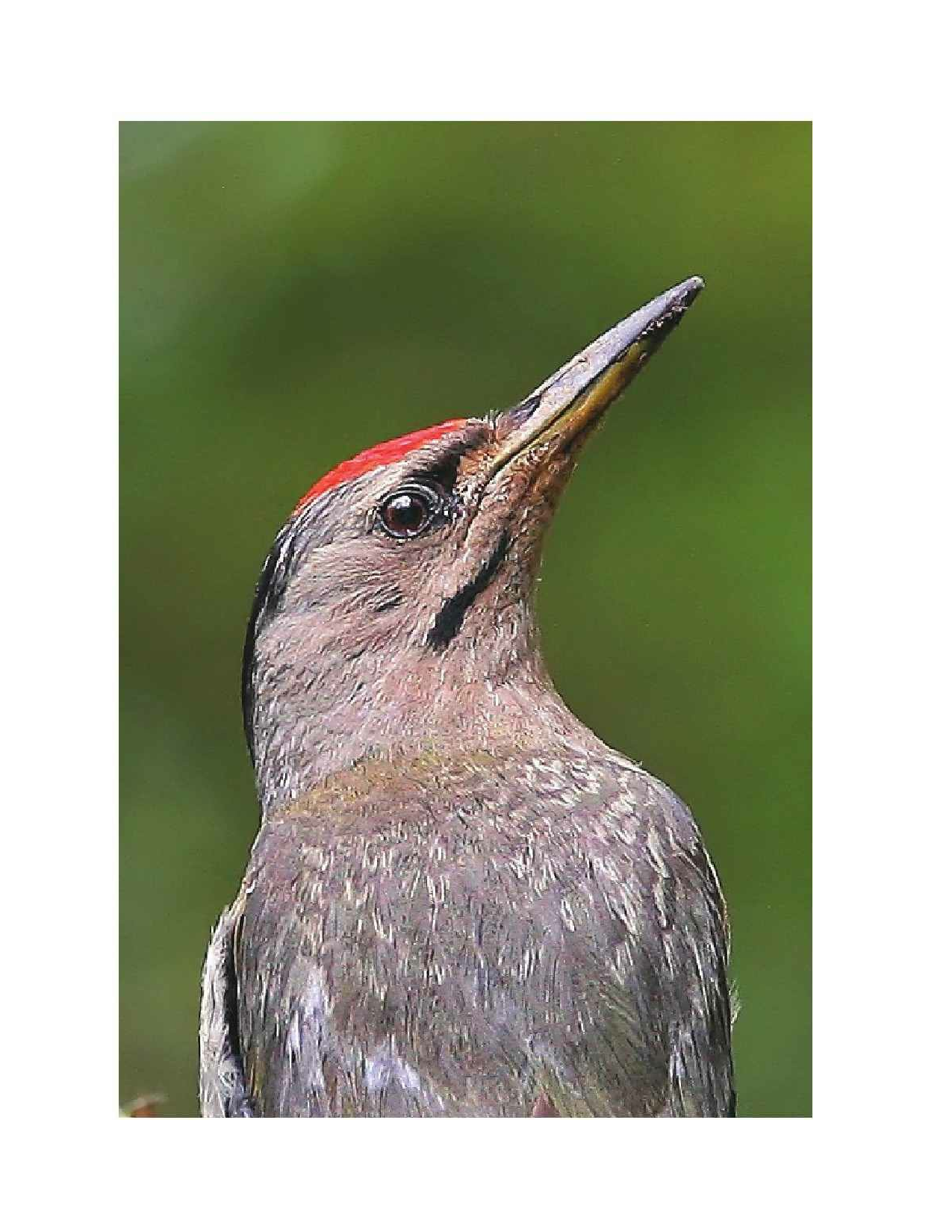 国家动物博物馆馆藏珍品野生动物保护科普丛书_2.pdf 第5页