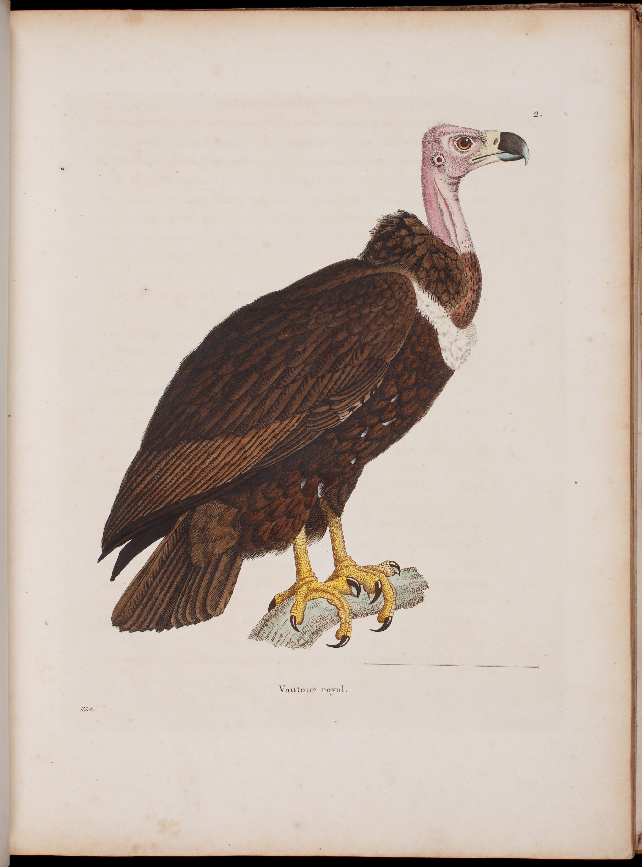 彩绘鸟类版画新集1838年.pdf 第4页