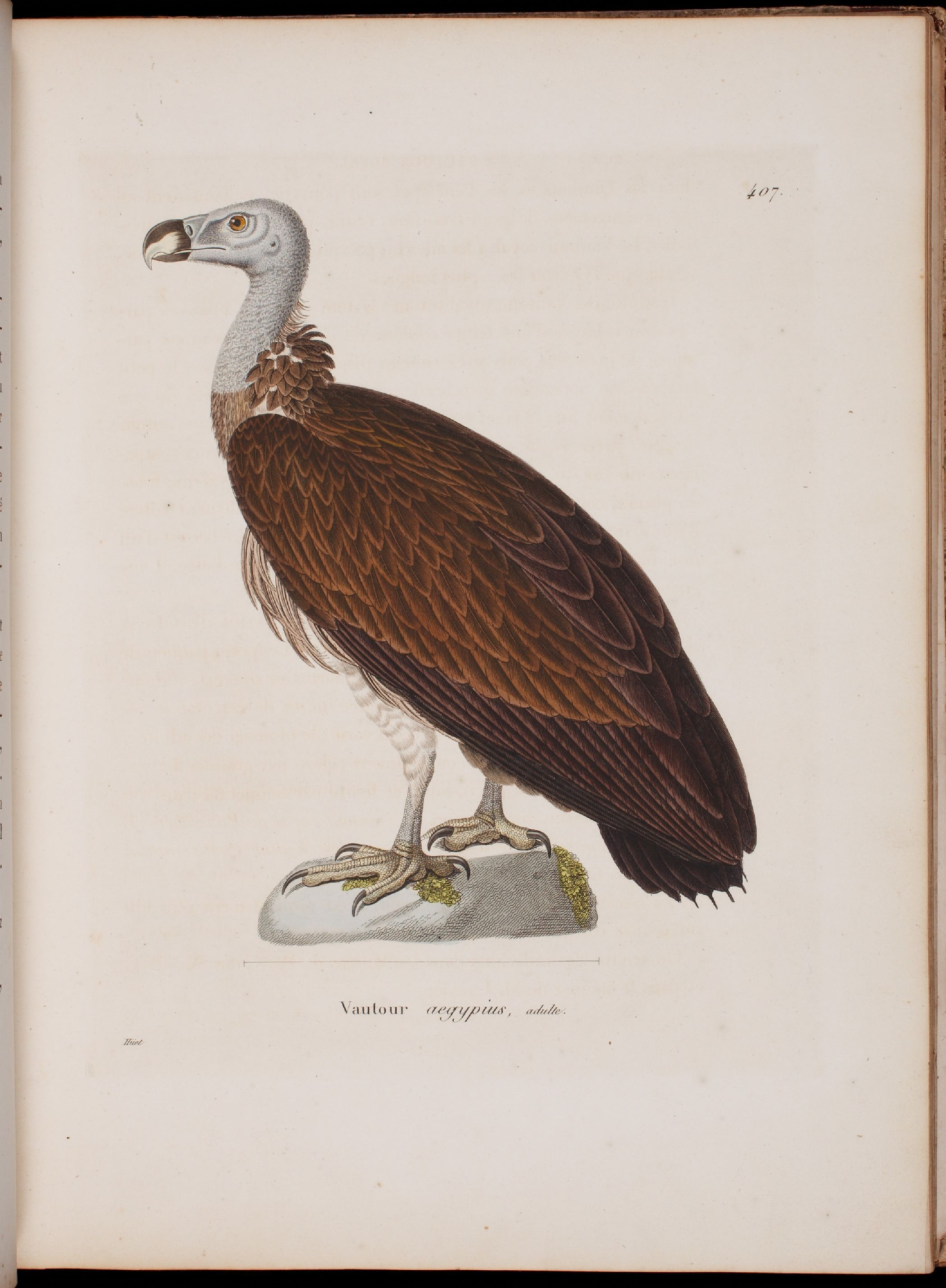 彩绘鸟类版画新集1838年.pdf 第5页