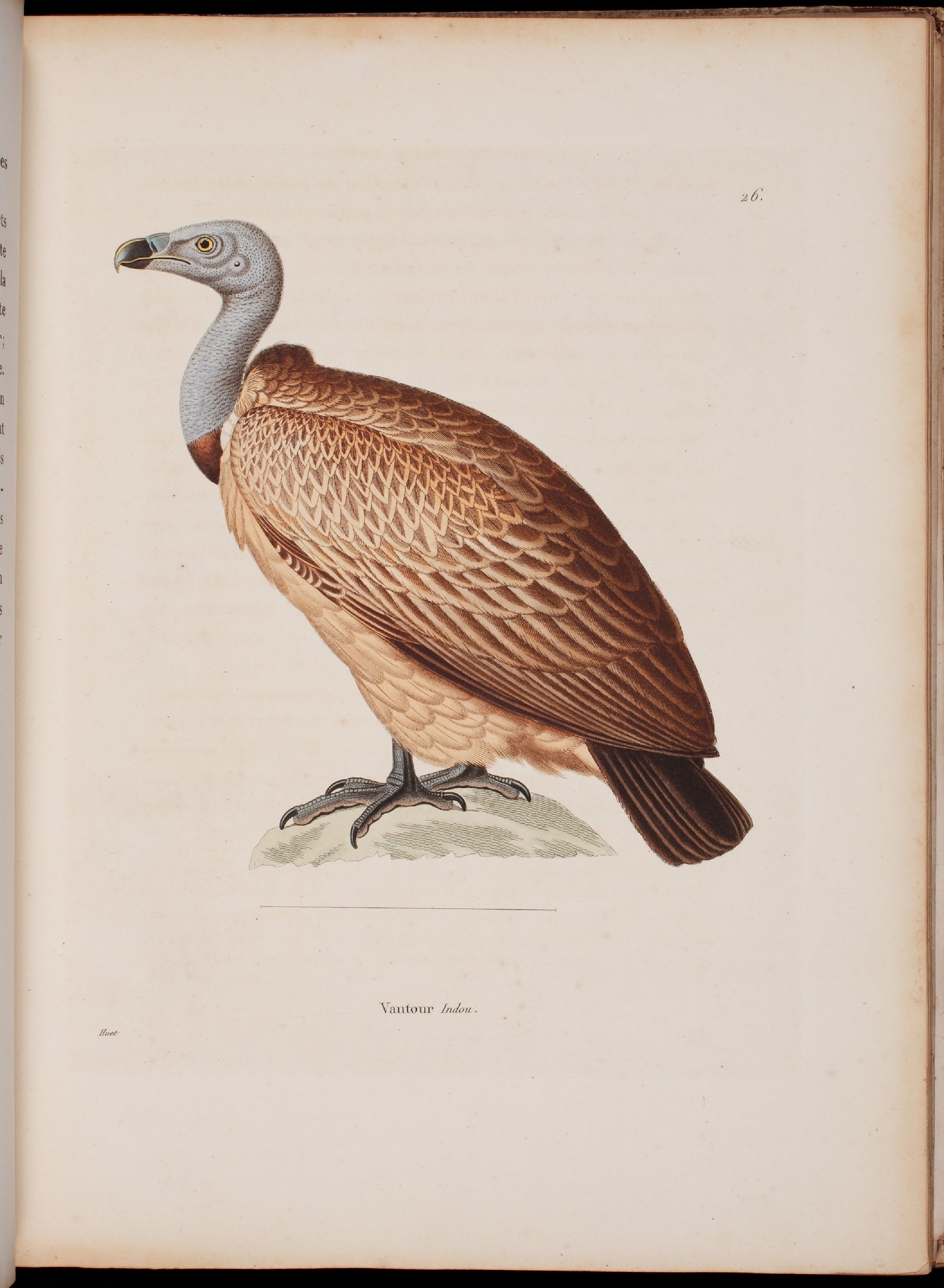 彩绘鸟类版画新集1838年.pdf 第6页