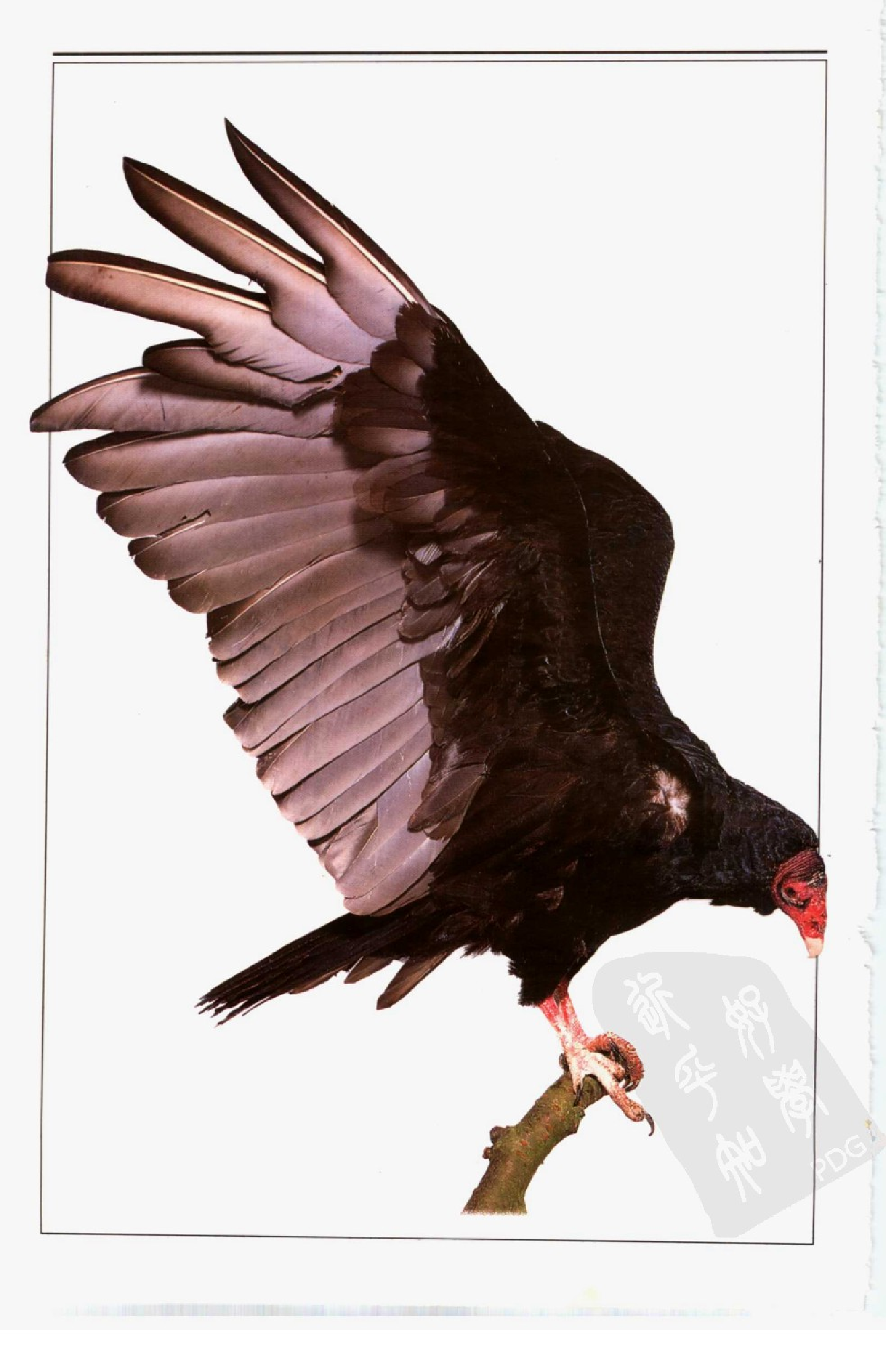 自然珍藏图鉴丛书·鸟：全世界800多种鸟的彩色图鉴.PDF 第5页