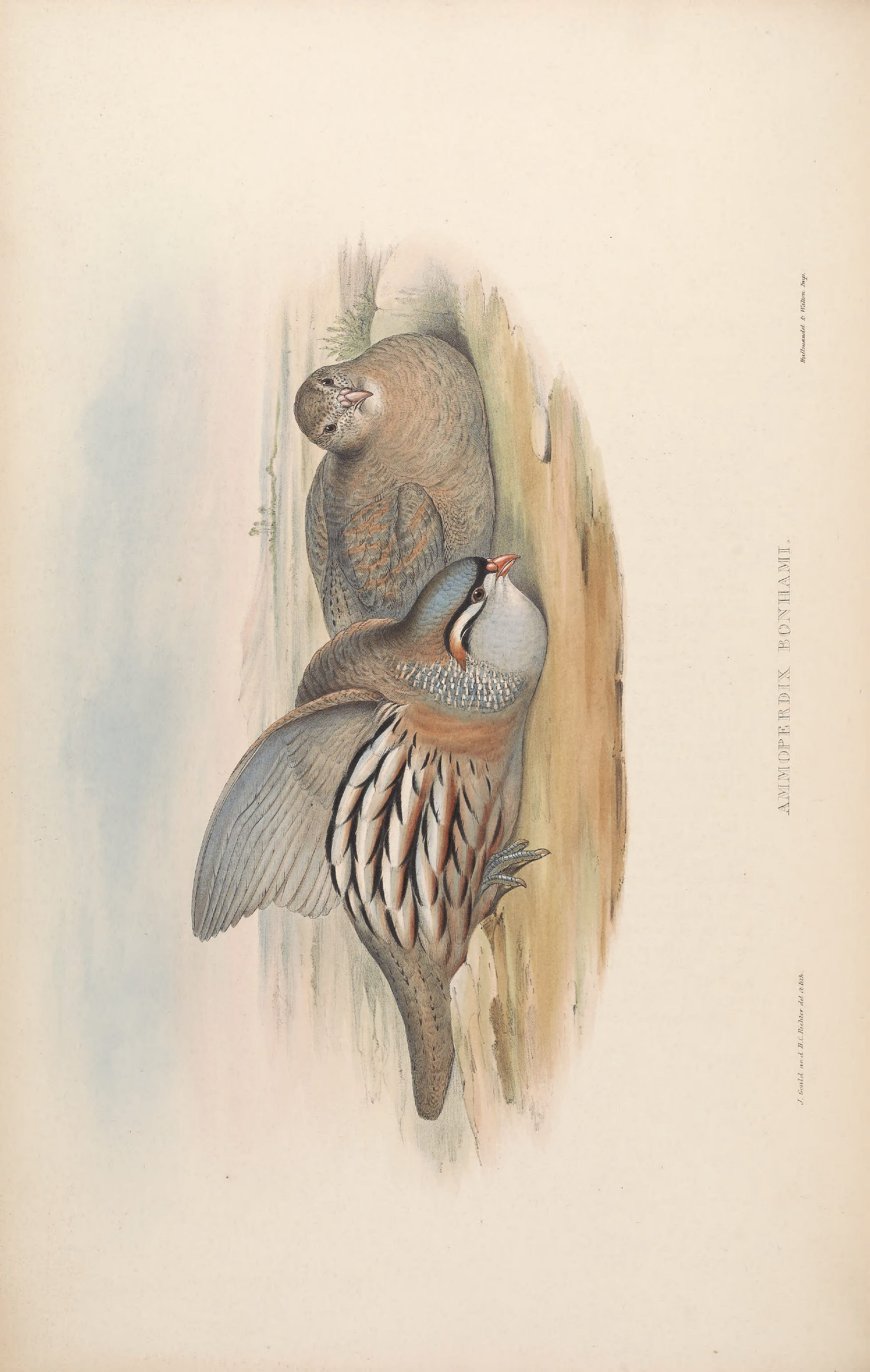 亚洲鸟类版画（第七卷）.pdf 第4页