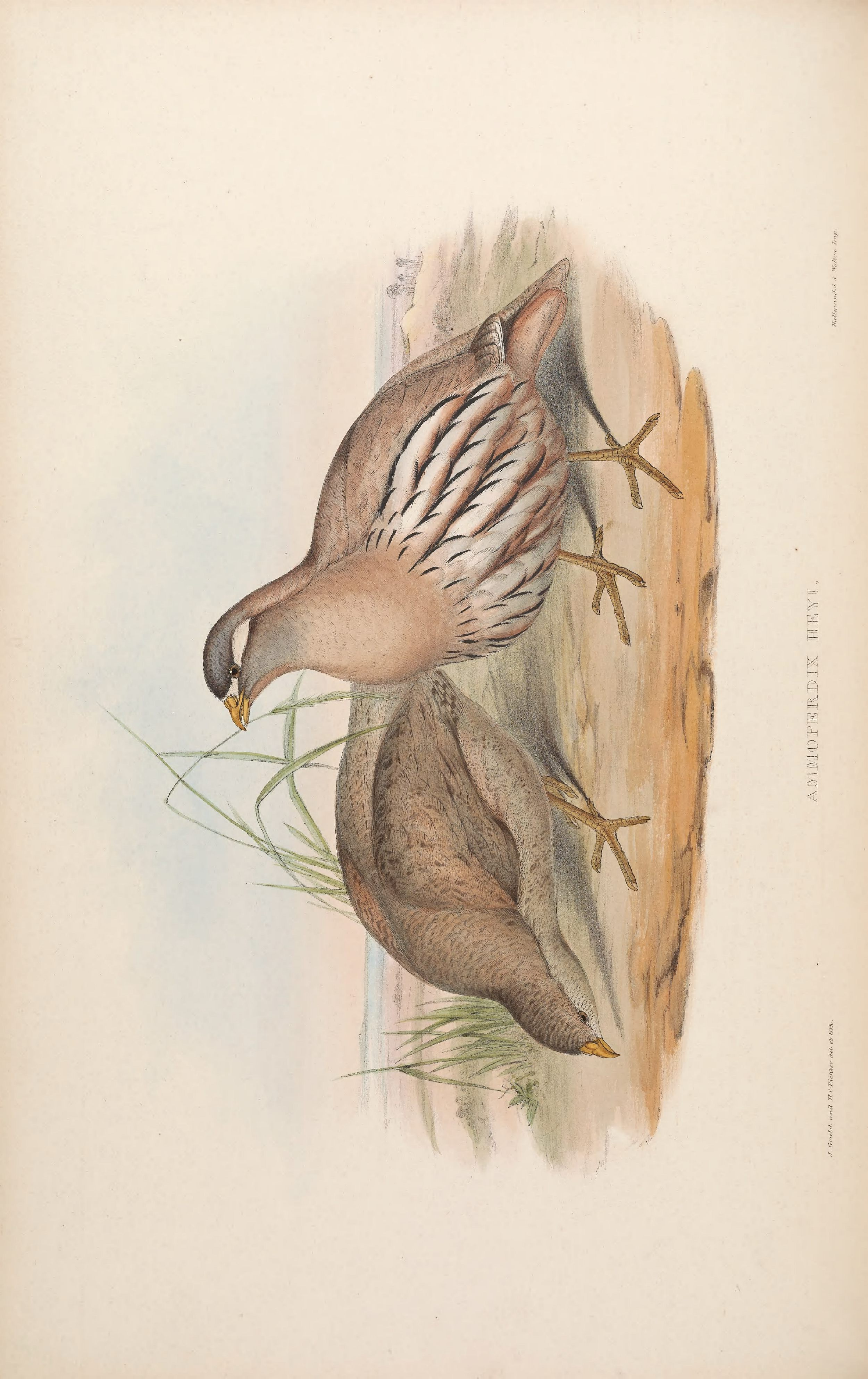 亚洲鸟类版画（第七卷）.pdf 第5页