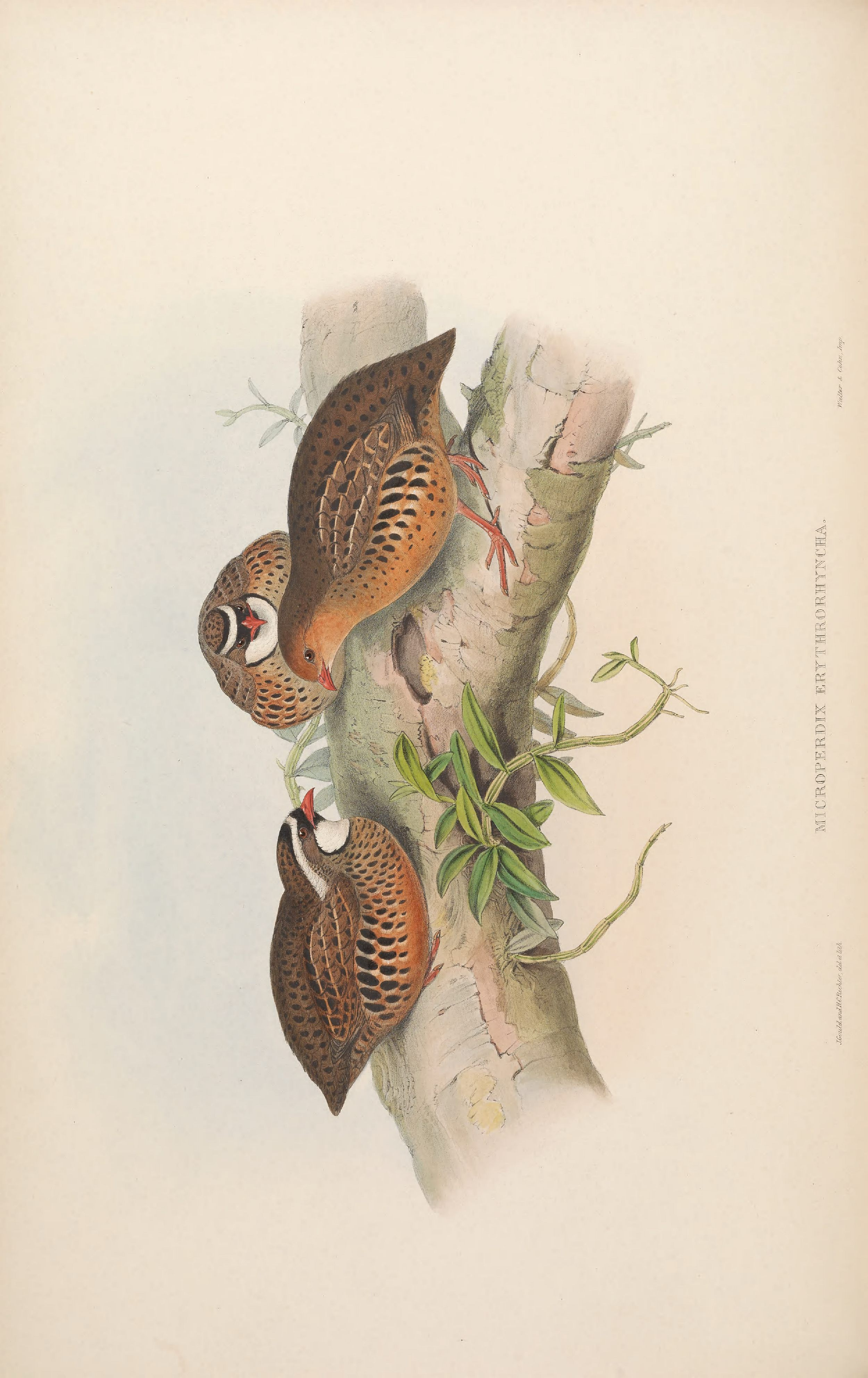 亚洲鸟类版画（第七卷）.pdf 第6页