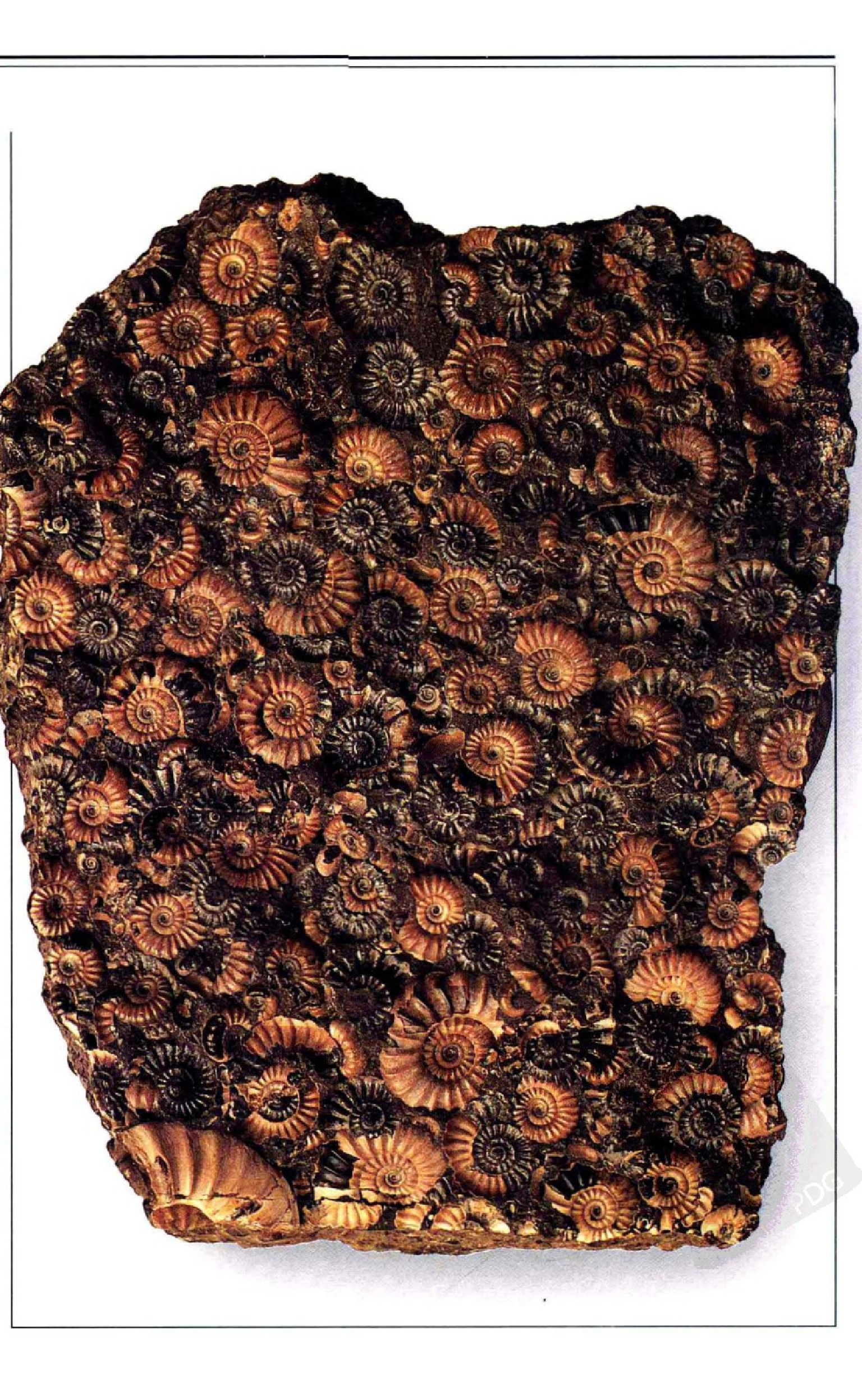 [化石：全世界500多种化石的彩色图鉴].谷视纲.全彩版.pdf 第4页