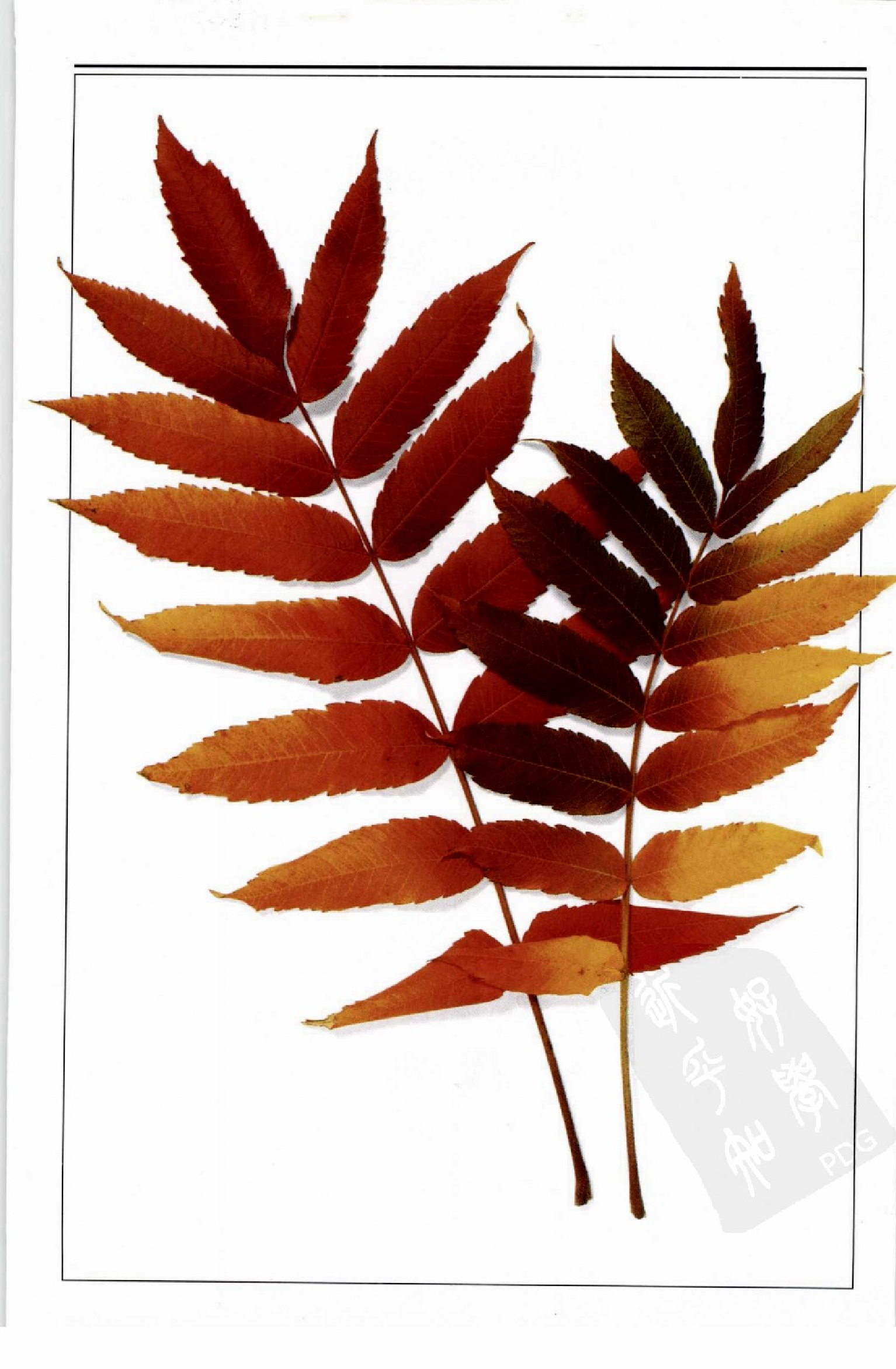 [树木图鉴].pdf 第5页