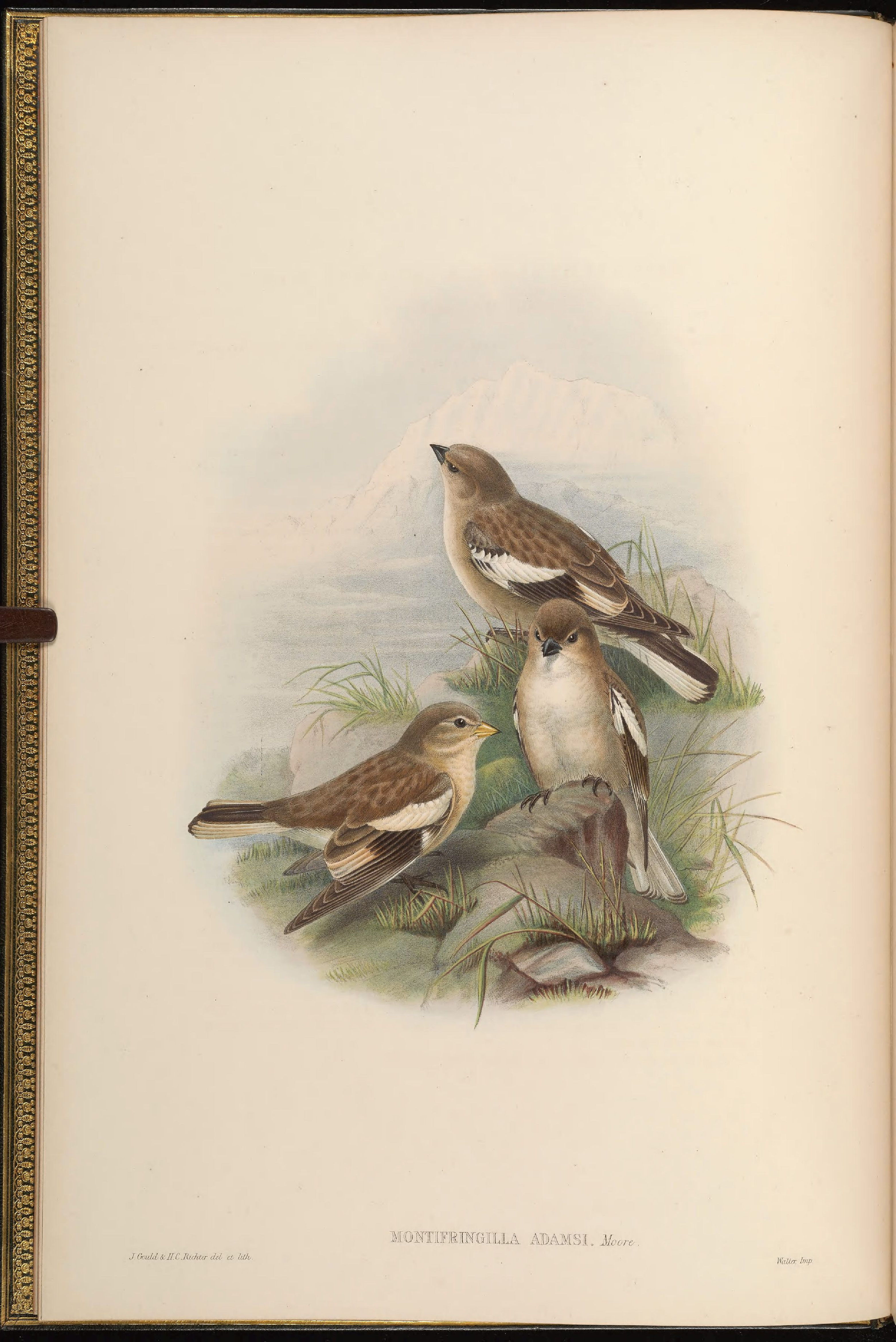 亚洲鸟类版画（第五卷）.pdf 第4页