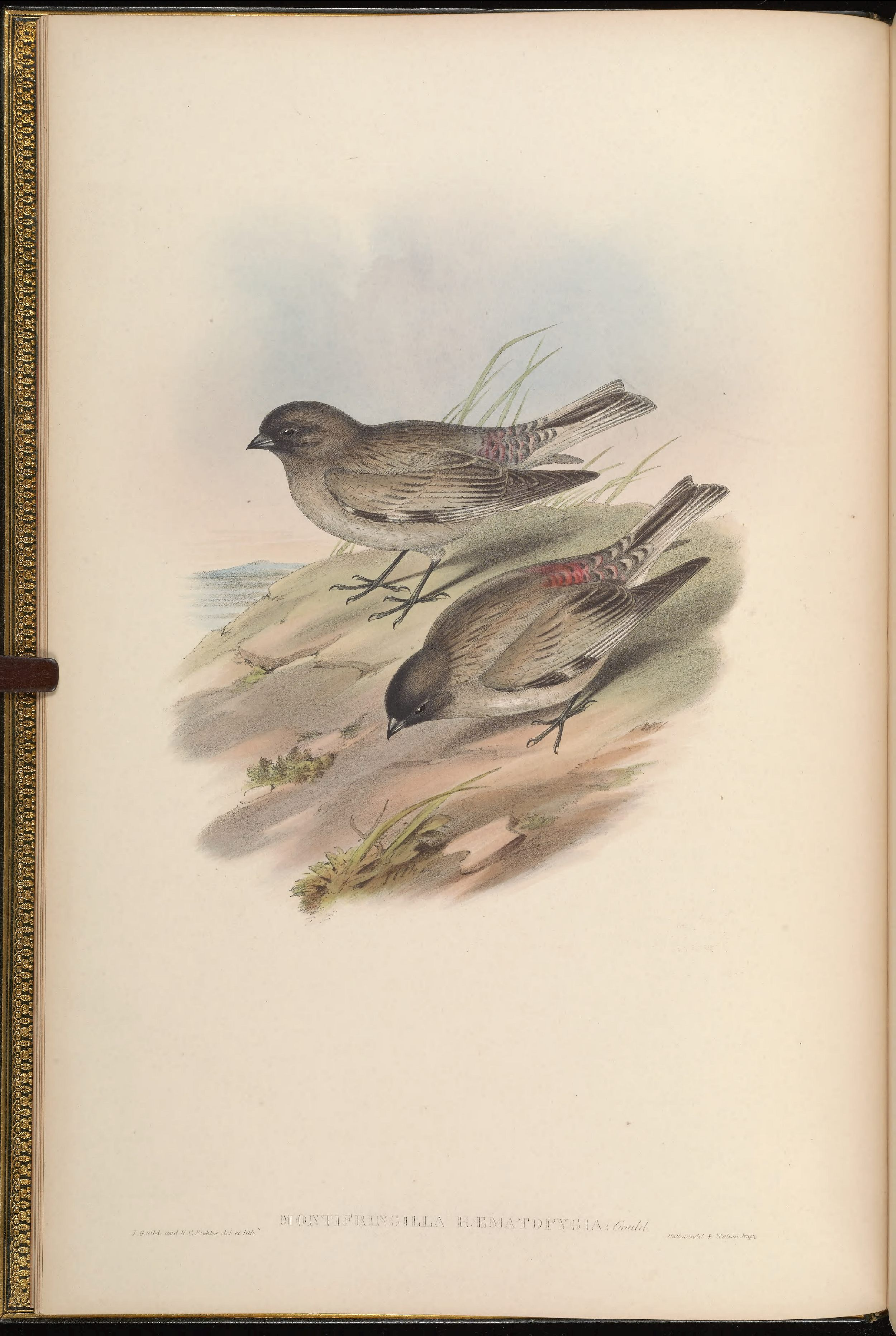 亚洲鸟类版画（第五卷）.pdf 第6页