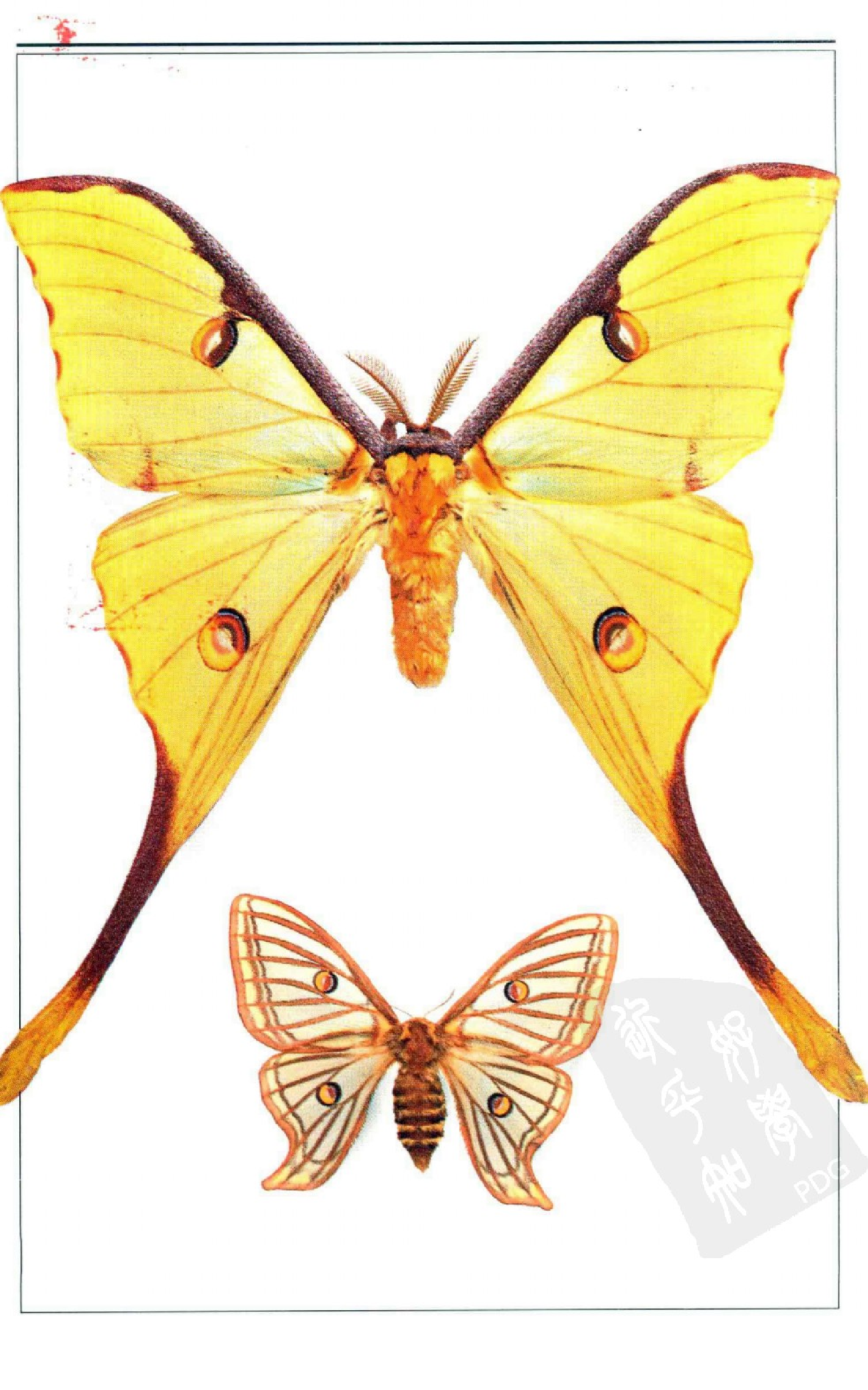 自然珍藏图鉴丛书·蝴蝶：全世界500多种蝴蝶的彩色图鉴.pdf 第4页