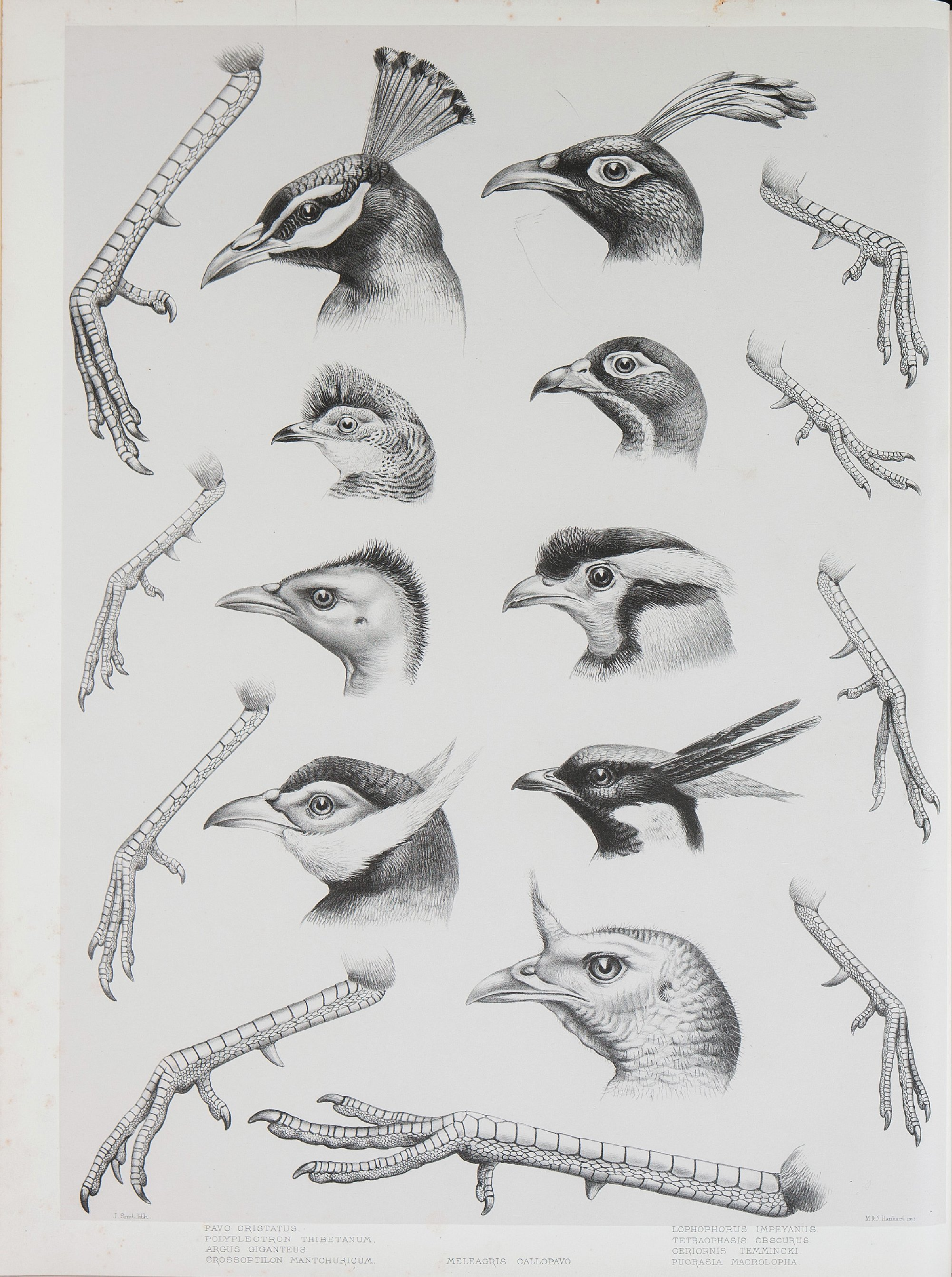 野鸡雉科图鉴1872年.pdf 第3页