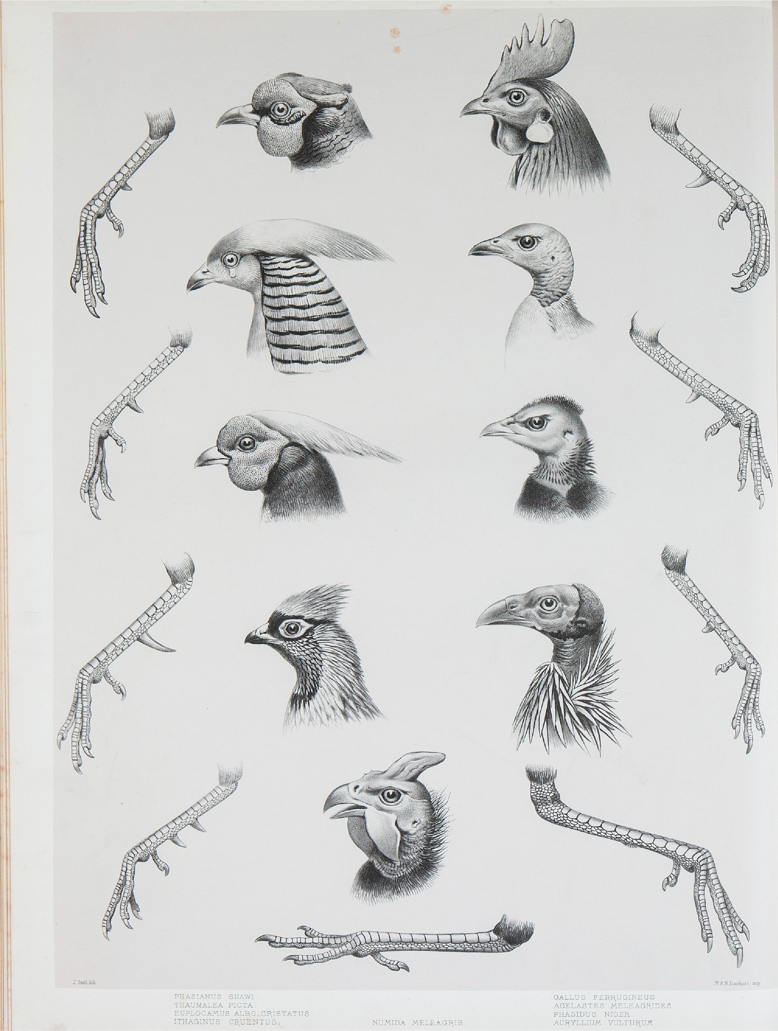 野鸡雉科图鉴1872年.pdf 第4页