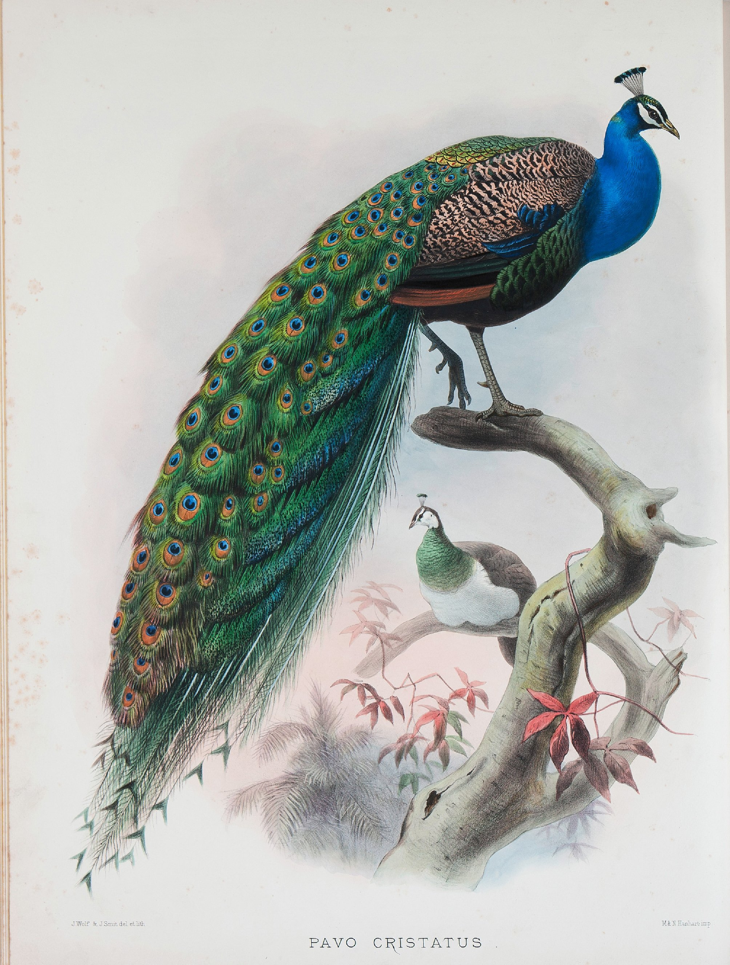 野鸡雉科图鉴1872年.pdf 第5页