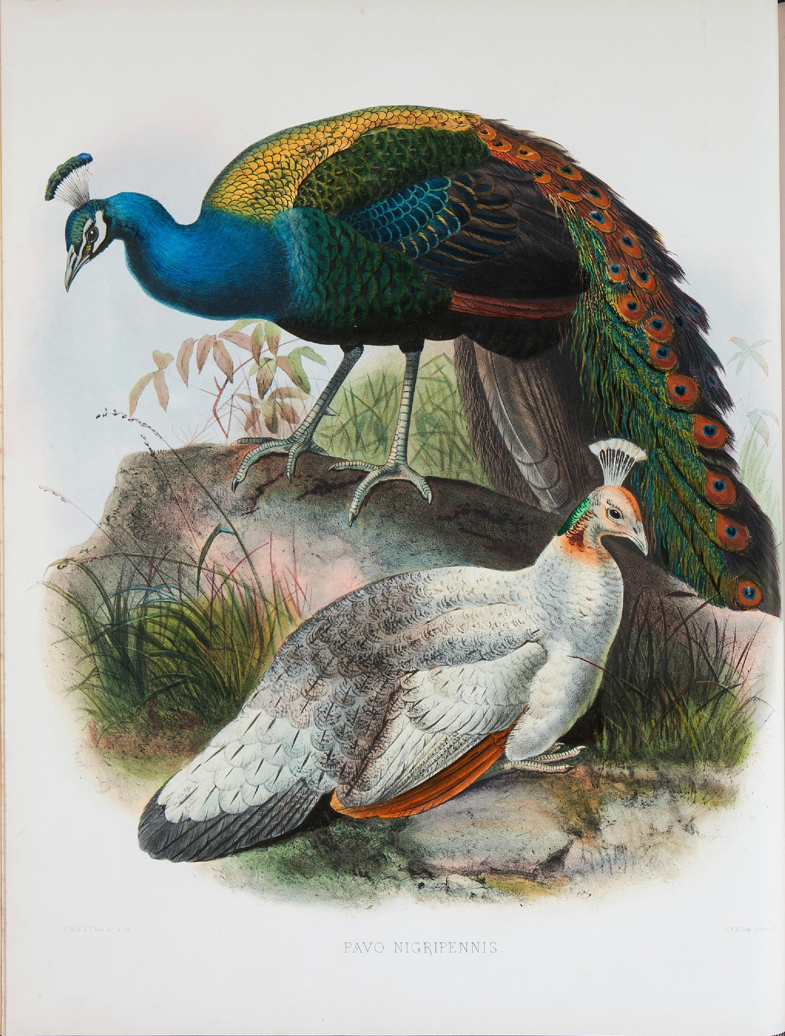 野鸡雉科图鉴1872年.pdf 第6页