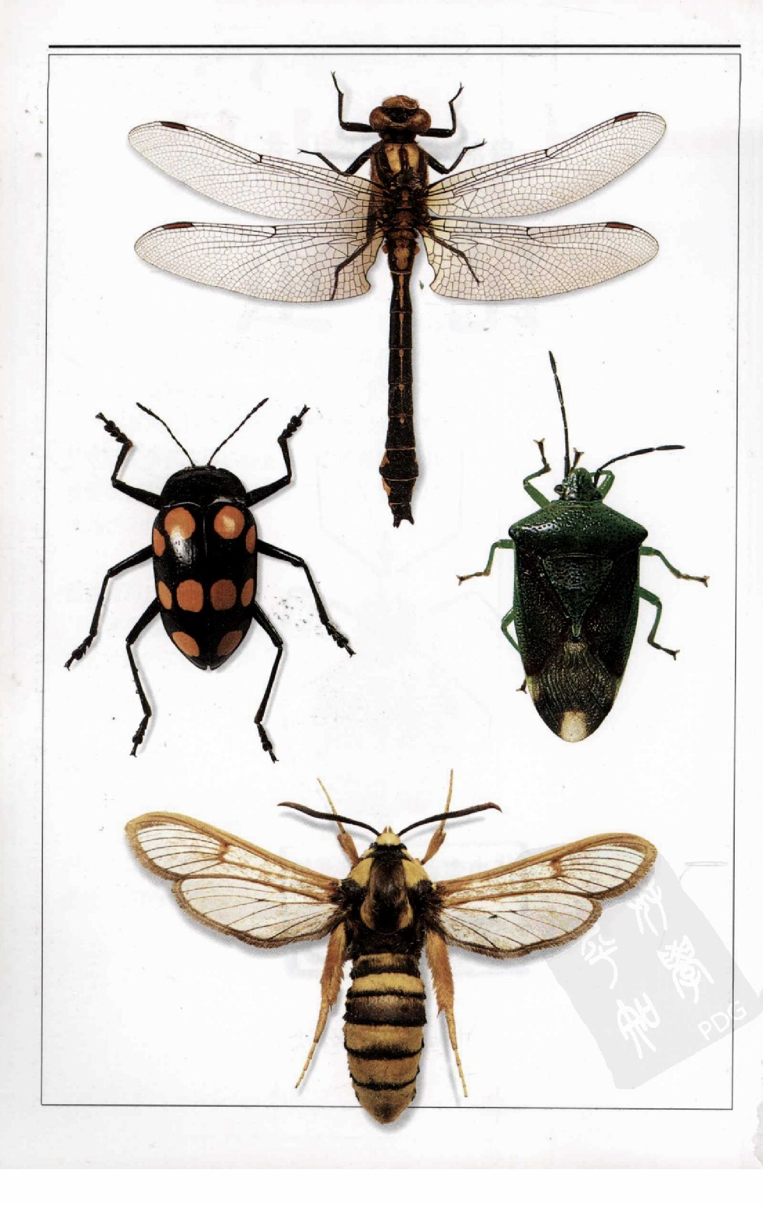 [昆虫：全世界550多种昆虫、蜘蛛和陆生节肢动物的彩色图鉴].王琛柱.全彩版.PDF 第4页