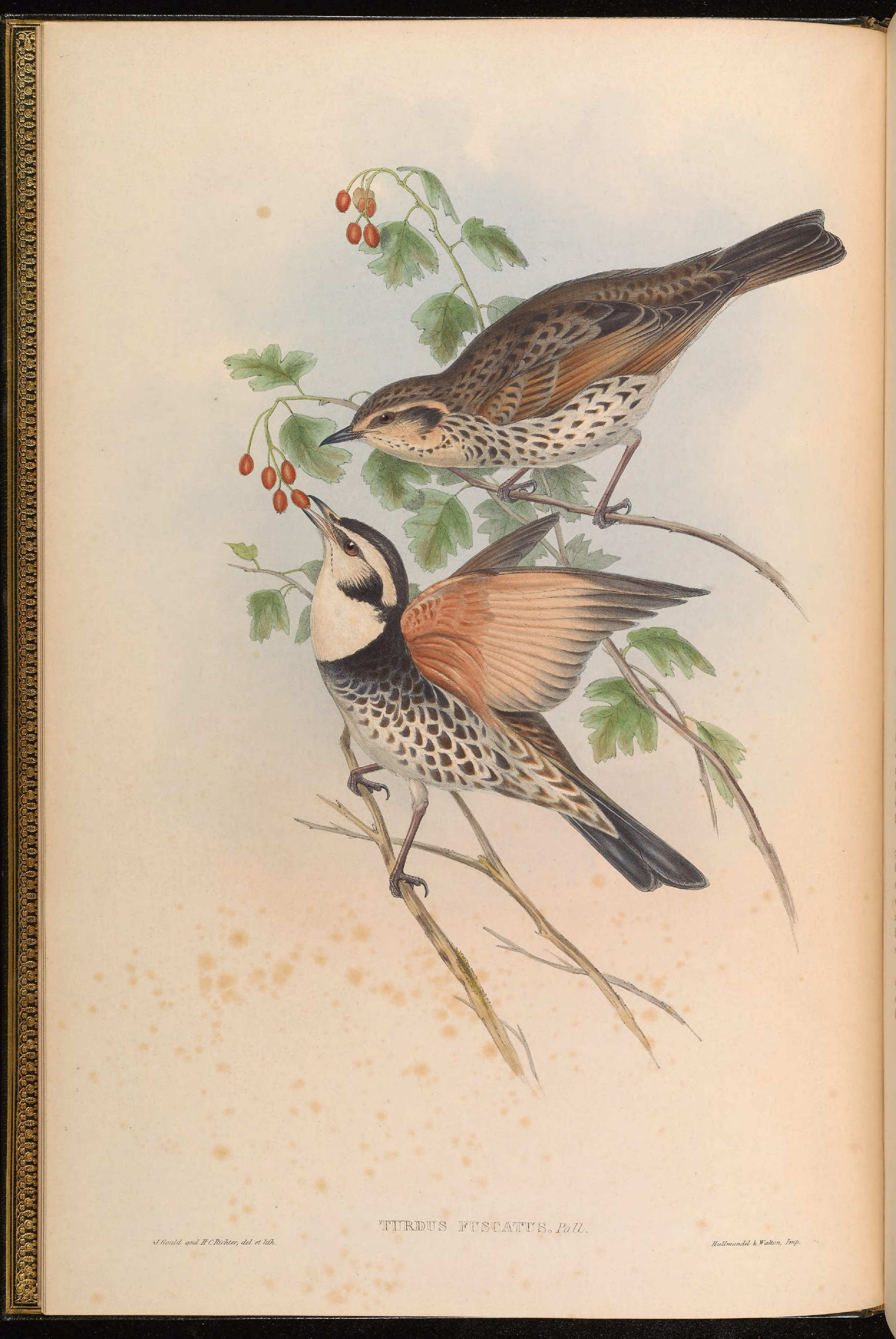 亚洲鸟类版画（第三卷）.pdf 第4页