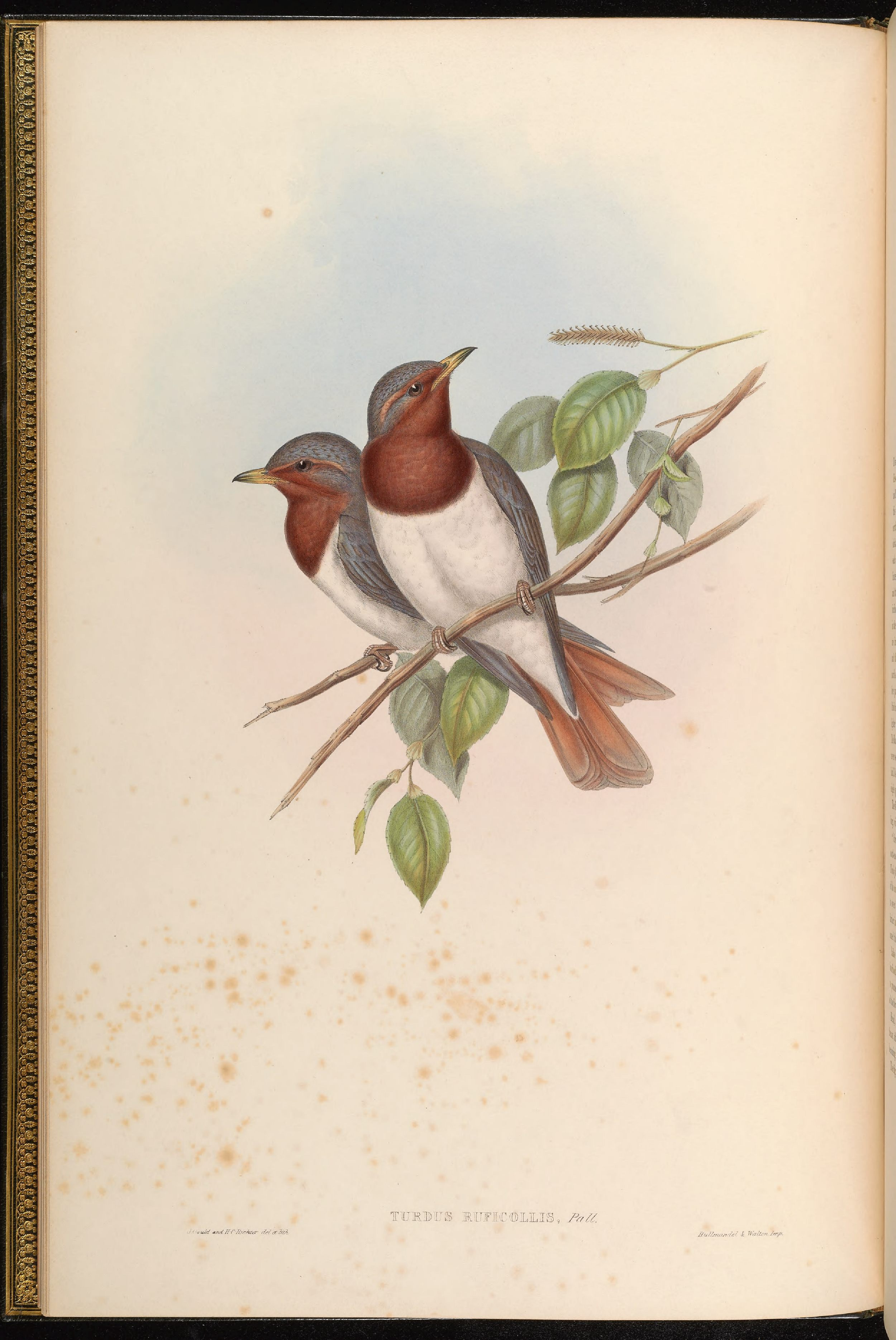 亚洲鸟类版画（第三卷）.pdf 第5页