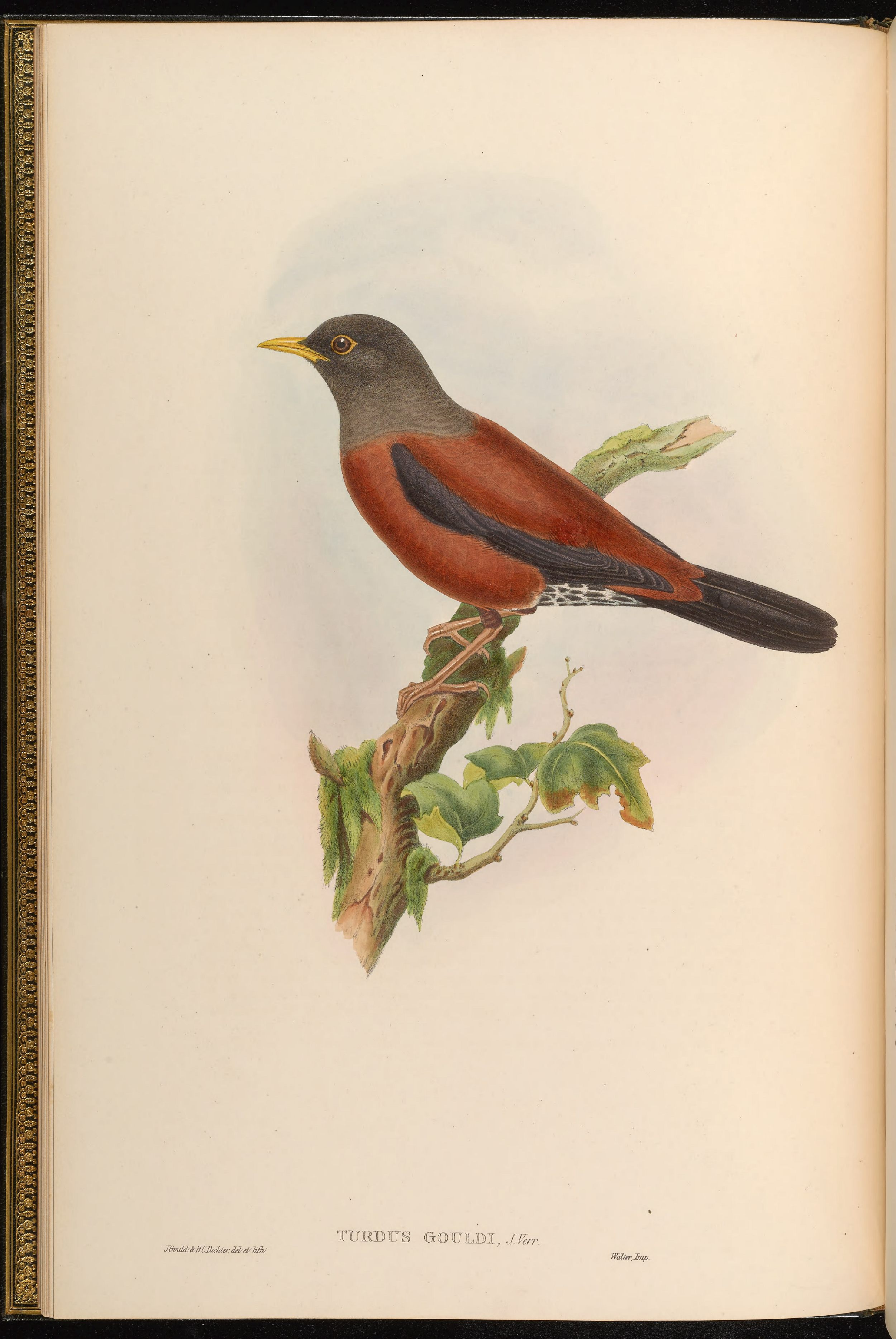 亚洲鸟类版画（第三卷）.pdf 第6页