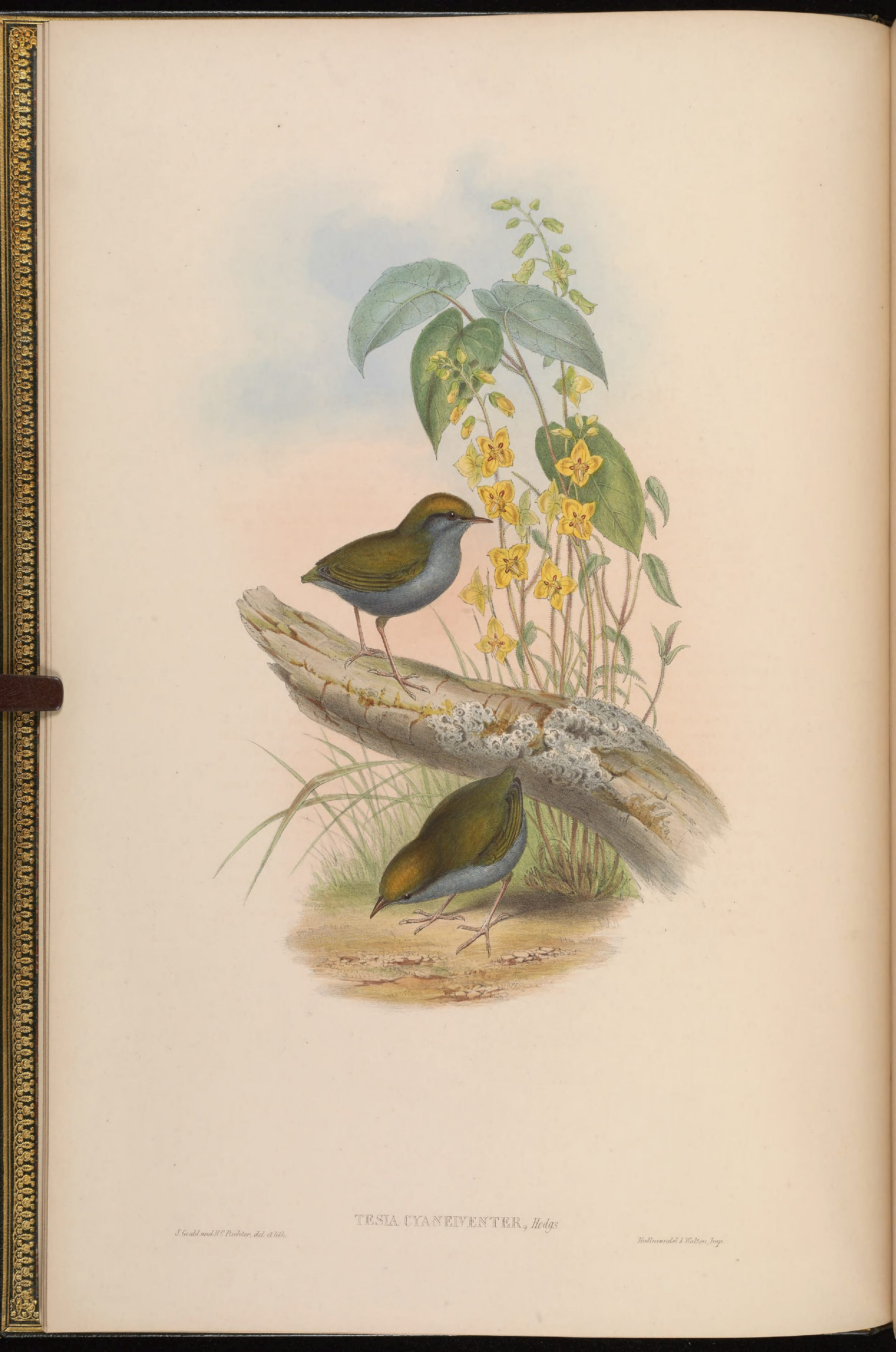 亚洲鸟类版画（第四卷）.pdf 第4页