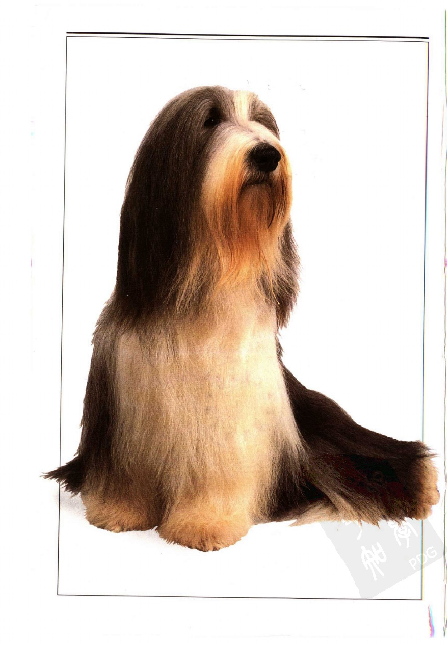 自然珍藏图鉴丛书·名犬：全世界300多种名犬的彩色图鉴.pdf 第5页