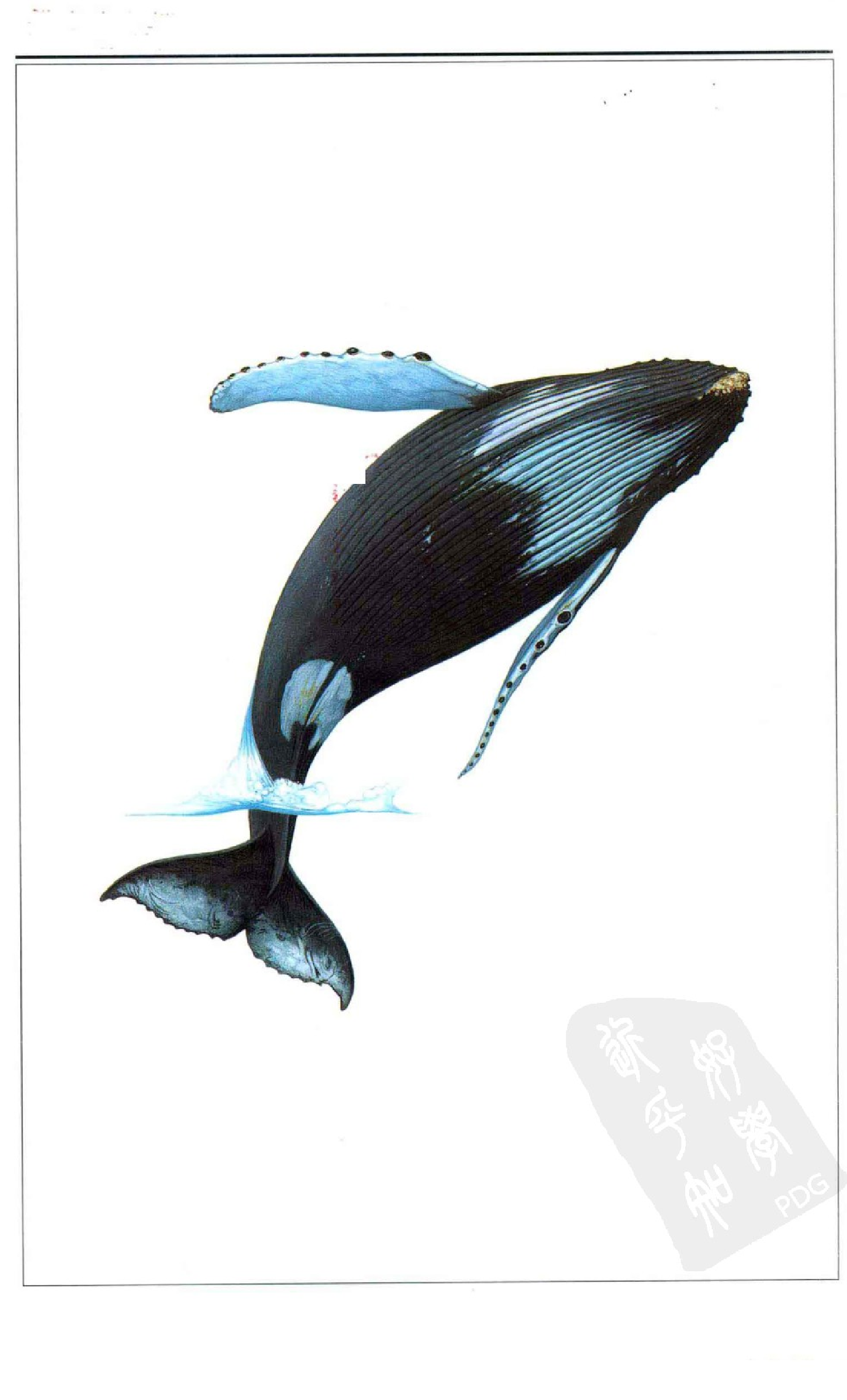 [鲸与海豚图鉴].pdf 第5页