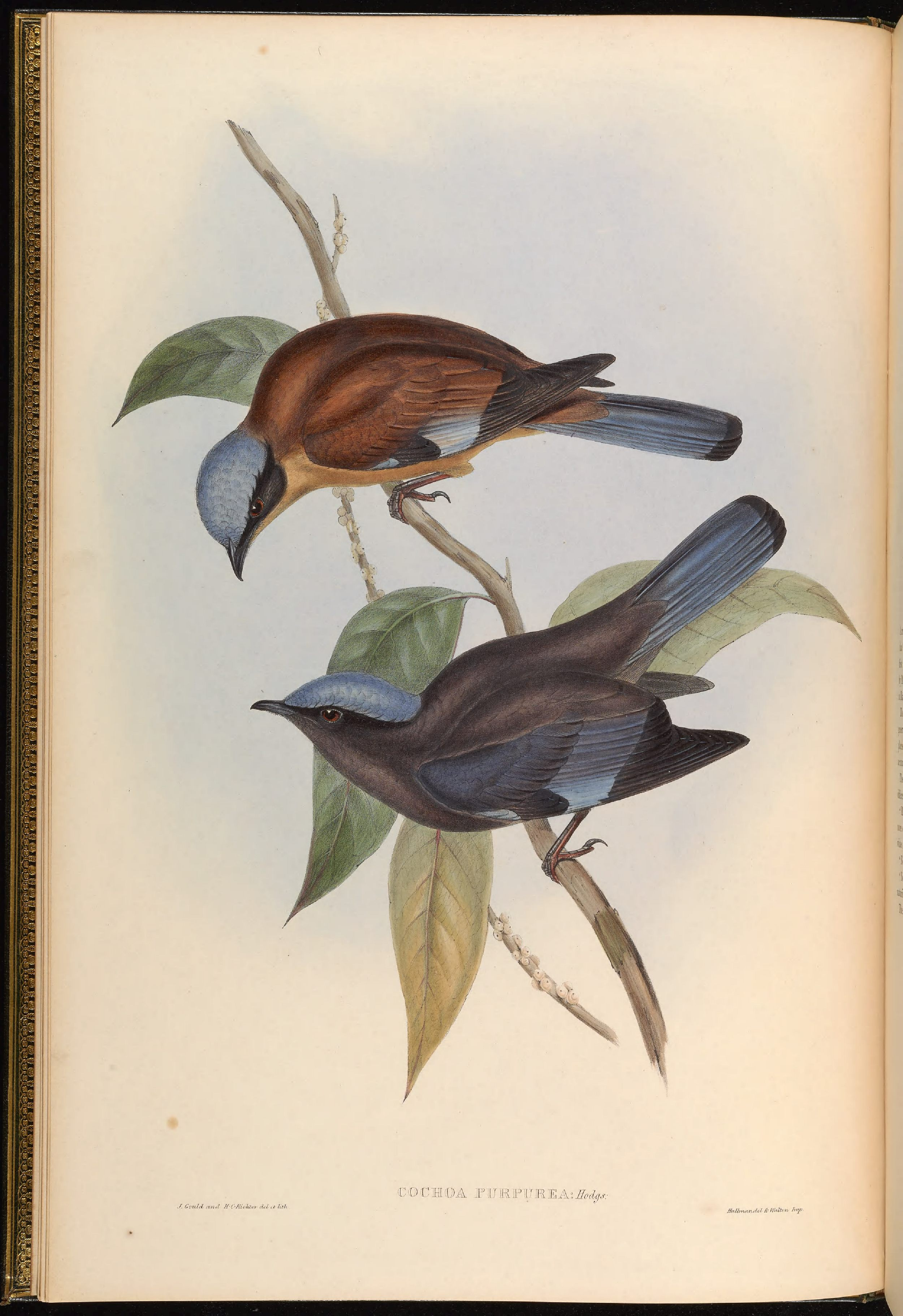 亚洲鸟类版画（第二卷）.pdf 第5页