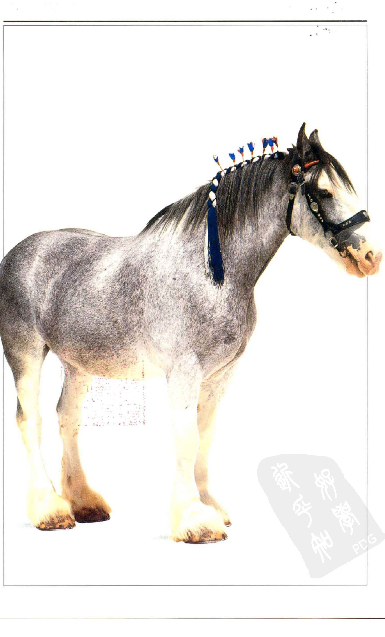 自然珍藏图鉴丛书·马：全世界100多种马匹的彩色图鉴.pdf 第4页