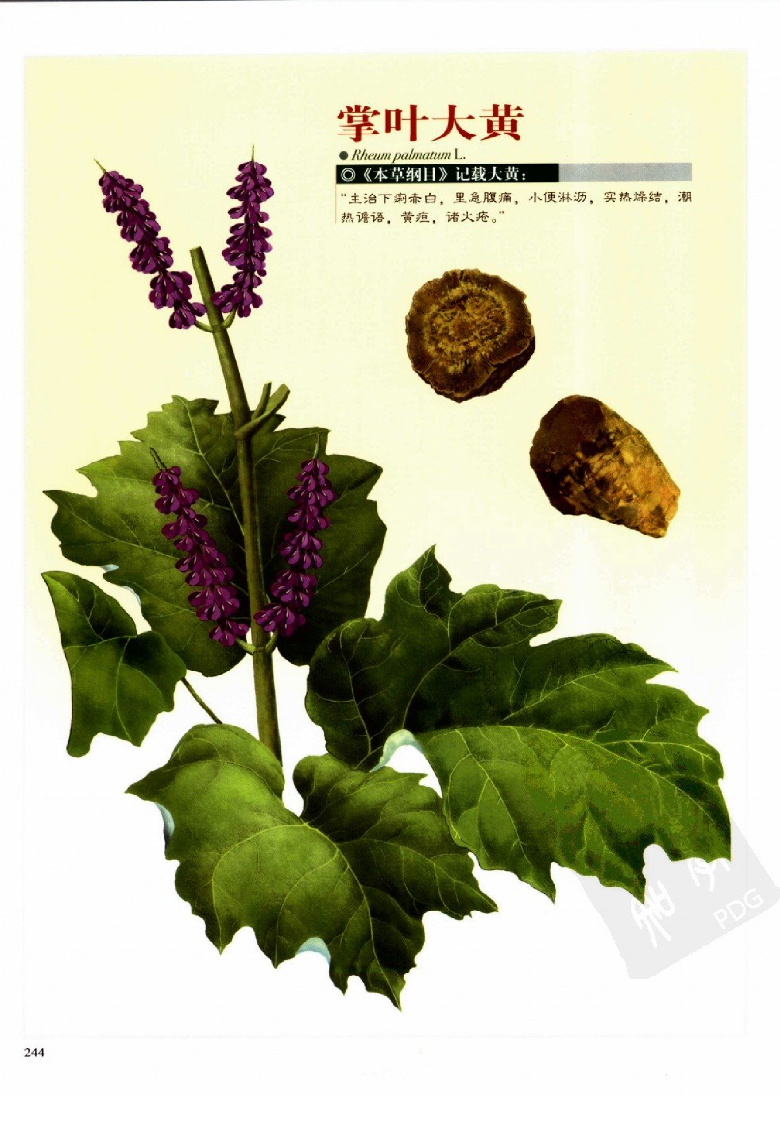 实用本草纲目彩色图鉴(第2卷).pdf 第6页