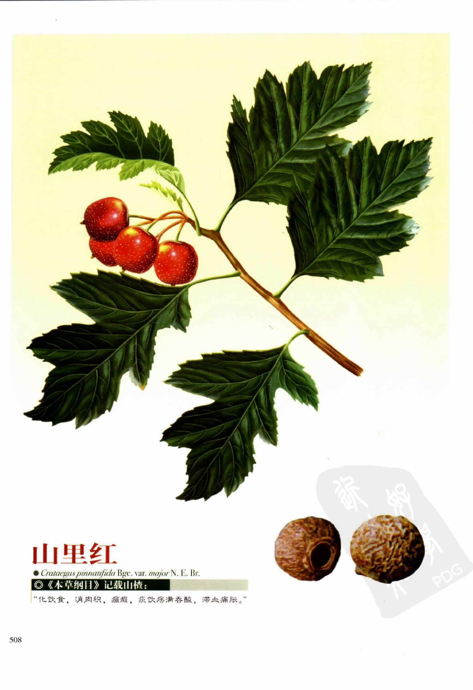 实用本草纲目彩色图鉴(第3卷).pdf 第6页