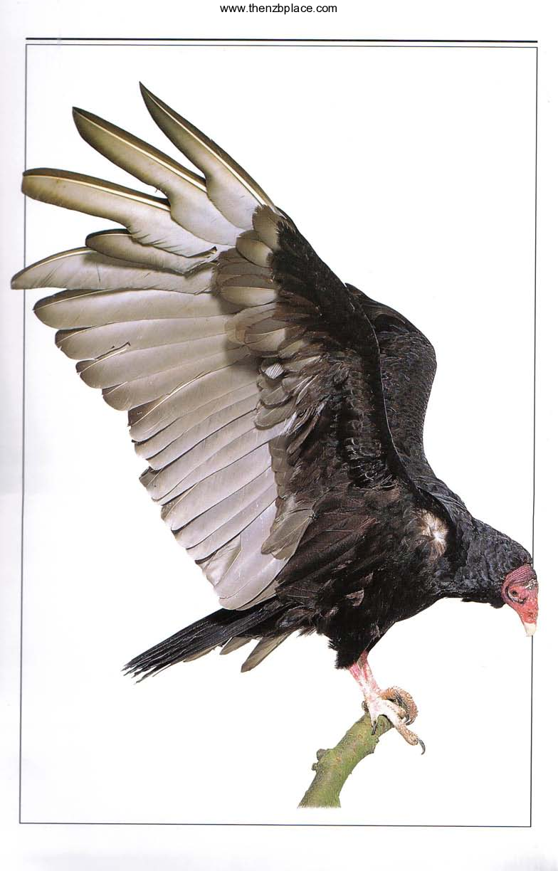 [世界鸟类图鉴].pdf 第5页