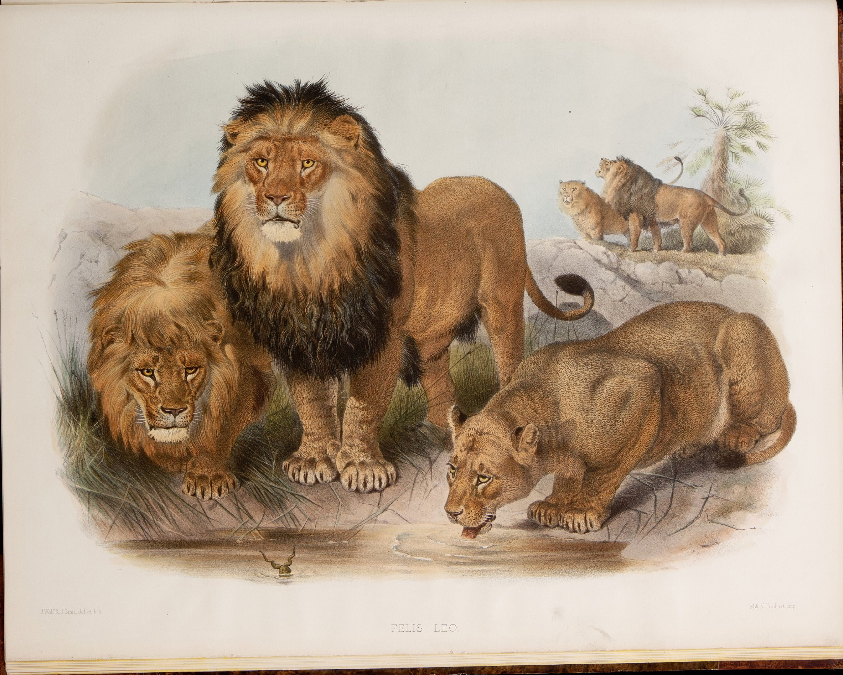 猫科动物图鉴1883年.pdf 第3页